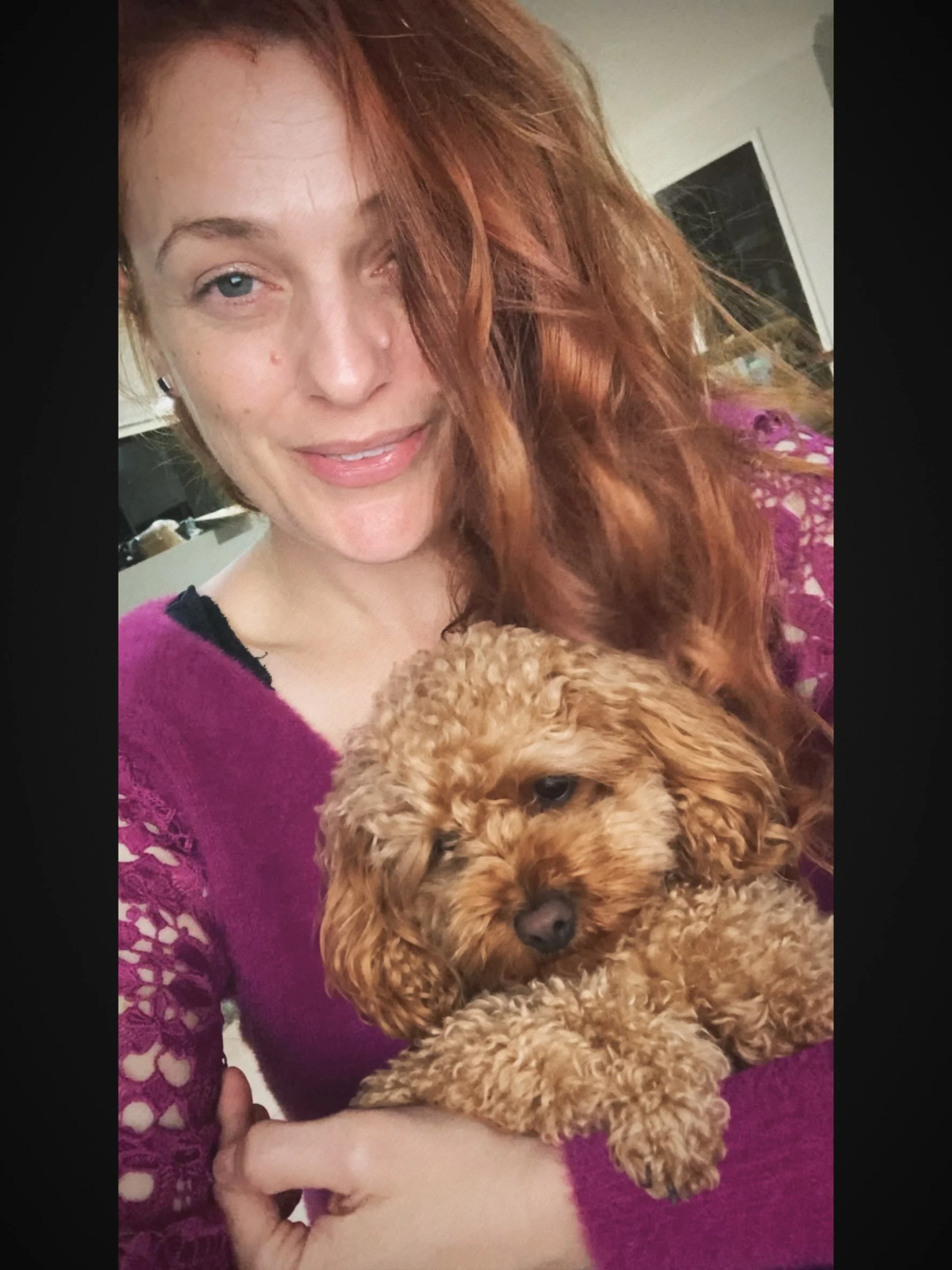 Rookie mistake! Trying to get computer work done tonight with my gorgeous assistant on my lap&hellip;🤦&zwj;♀️🐶💕
.
#mydog #toycavoodle #puppylove #girlsbestfriend #artistlife