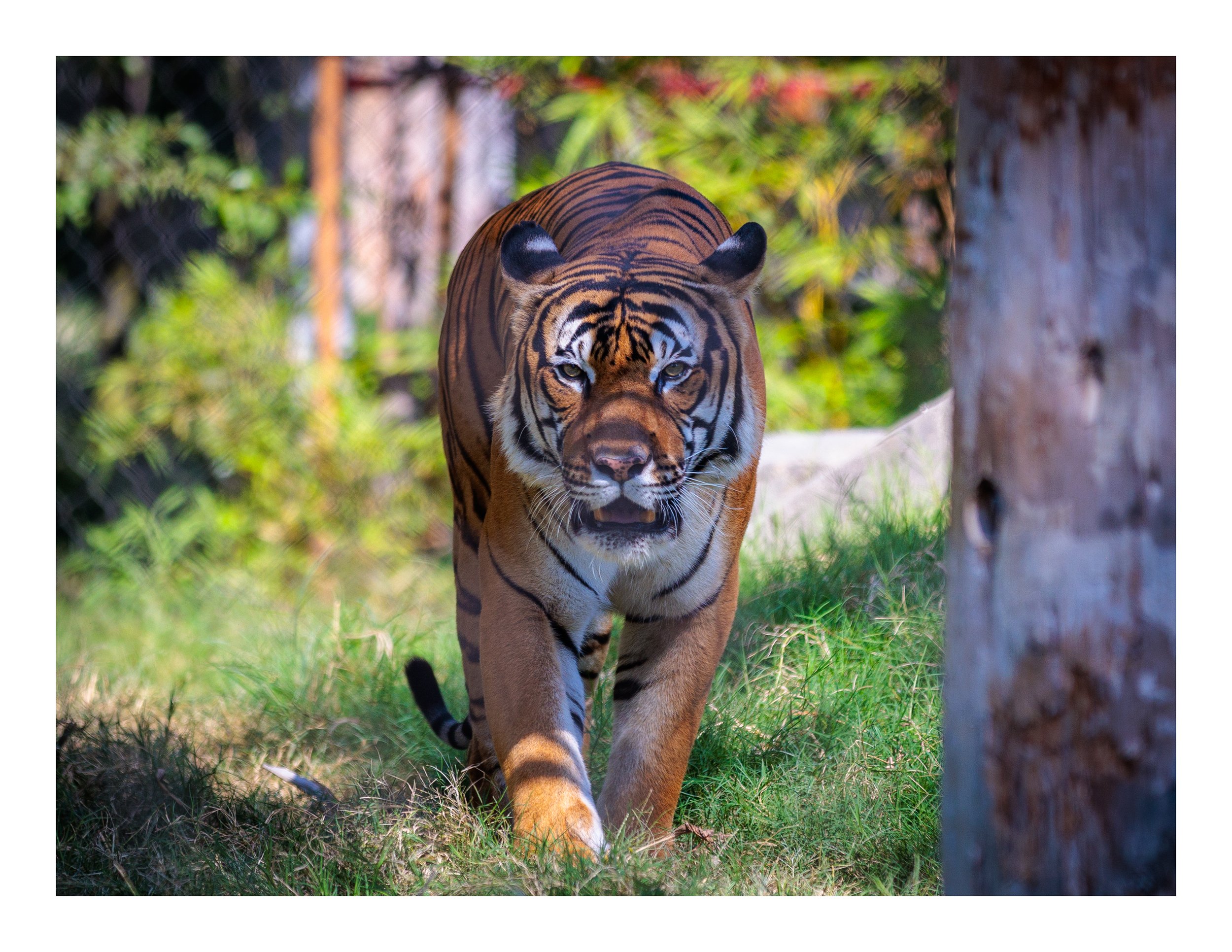 Tiger.jpg