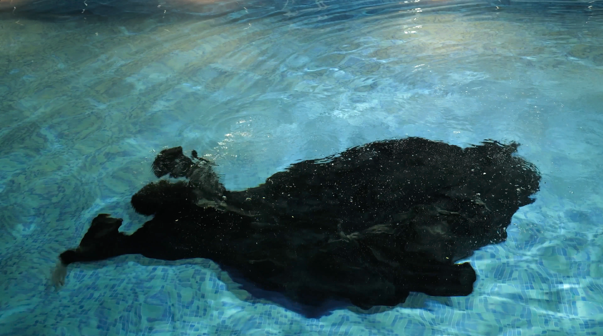 A black dog swimming in a swimming pool.
