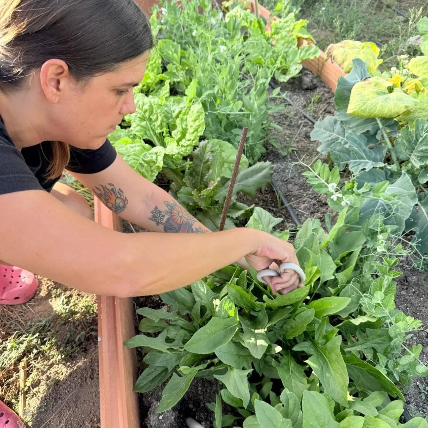 OTO&Ntilde;O 💚 Te quiero

#huertadeoto&ntilde;o 
#espinacas
#lechugas
#lobularia
#mizuna
#calabazas
#guisantes
#acelgas
#cosmos