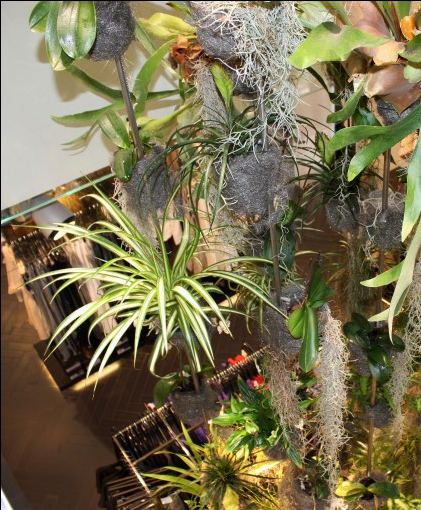 Indoor garden with various green plants, air plants, and moss hanging from a structure.