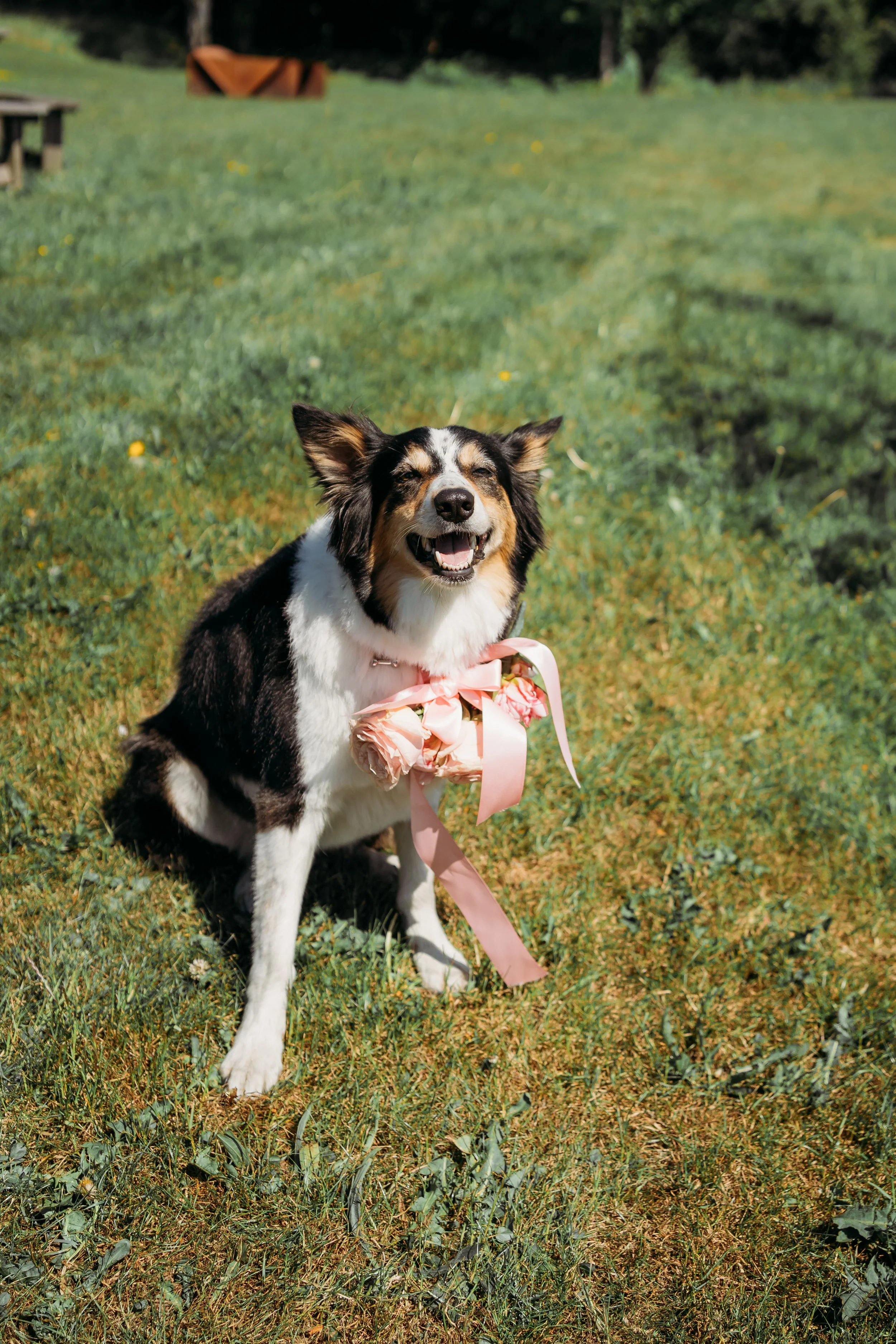 Black Horse Beamish Wedding_Dog.jpg