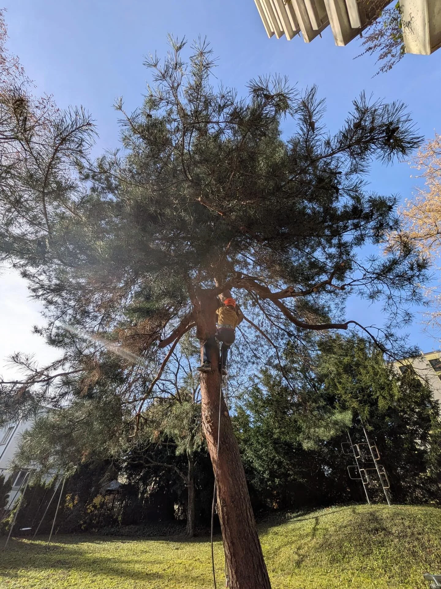 🌱 Zukunftstag 2025 &ndash; ein Blick hinter die Kulissen! 🌿

Gestern durften wir einem jungen Gast den tollen und vielf&auml;ltigen Beruf des G&auml;rtners n&auml;herbringen &ndash; mit allem, was dazugeh&ouml;rt: Pflanzenwissen, Baumklettern, Krea