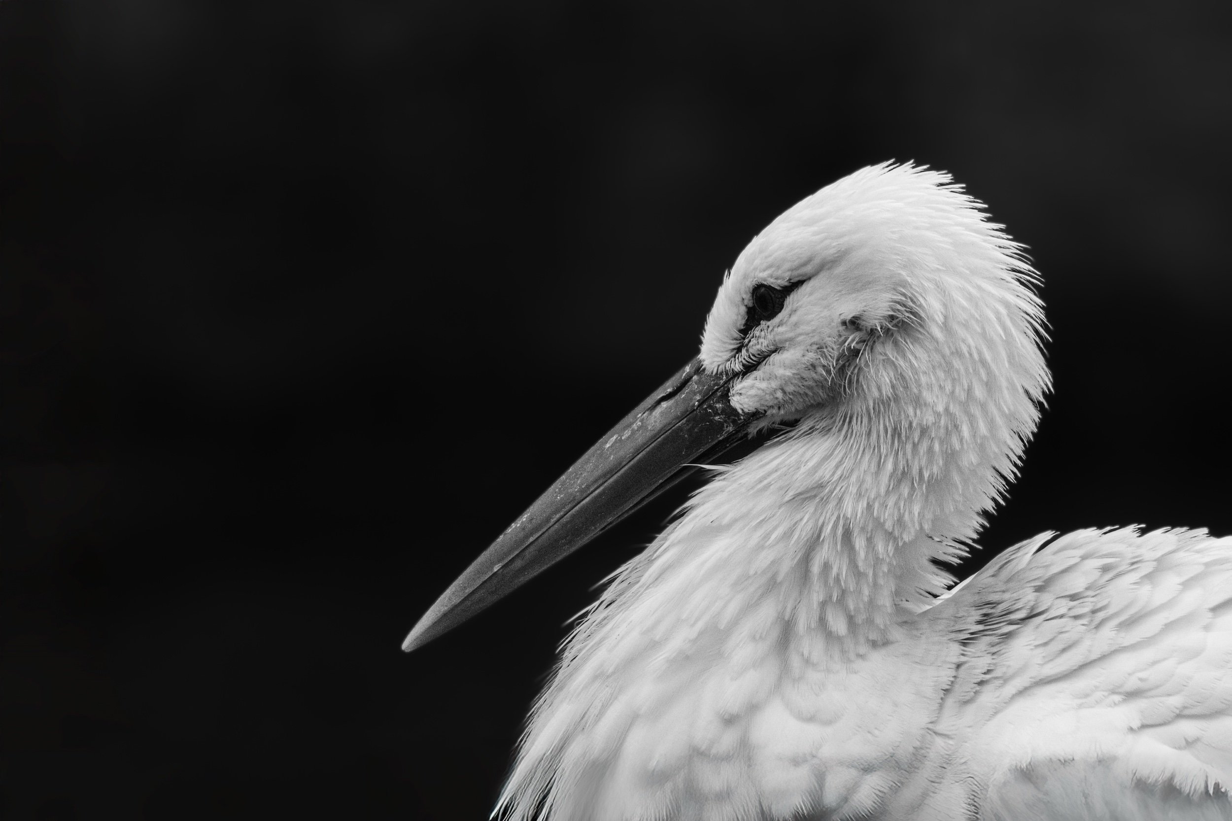 Eleganza della Cicogna in Bianco e Nero