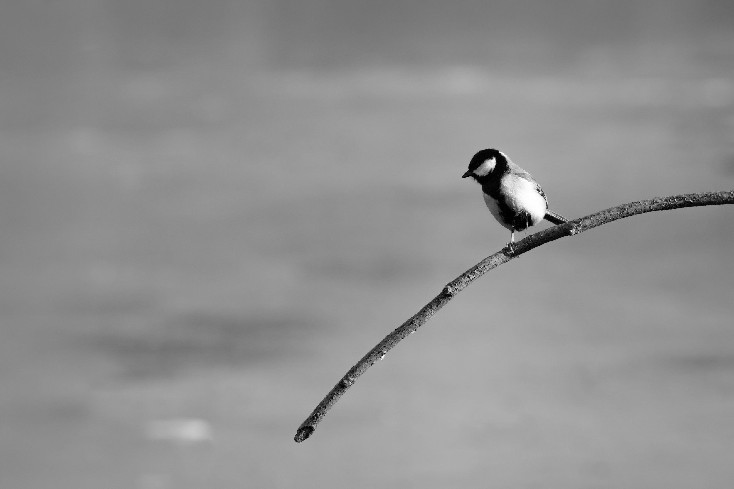 Attesa silenziosa: l’eleganza della natura in bianco e nero