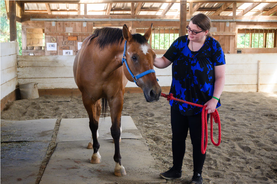 Equine therapy program helps hundreds of youth learn important life skills