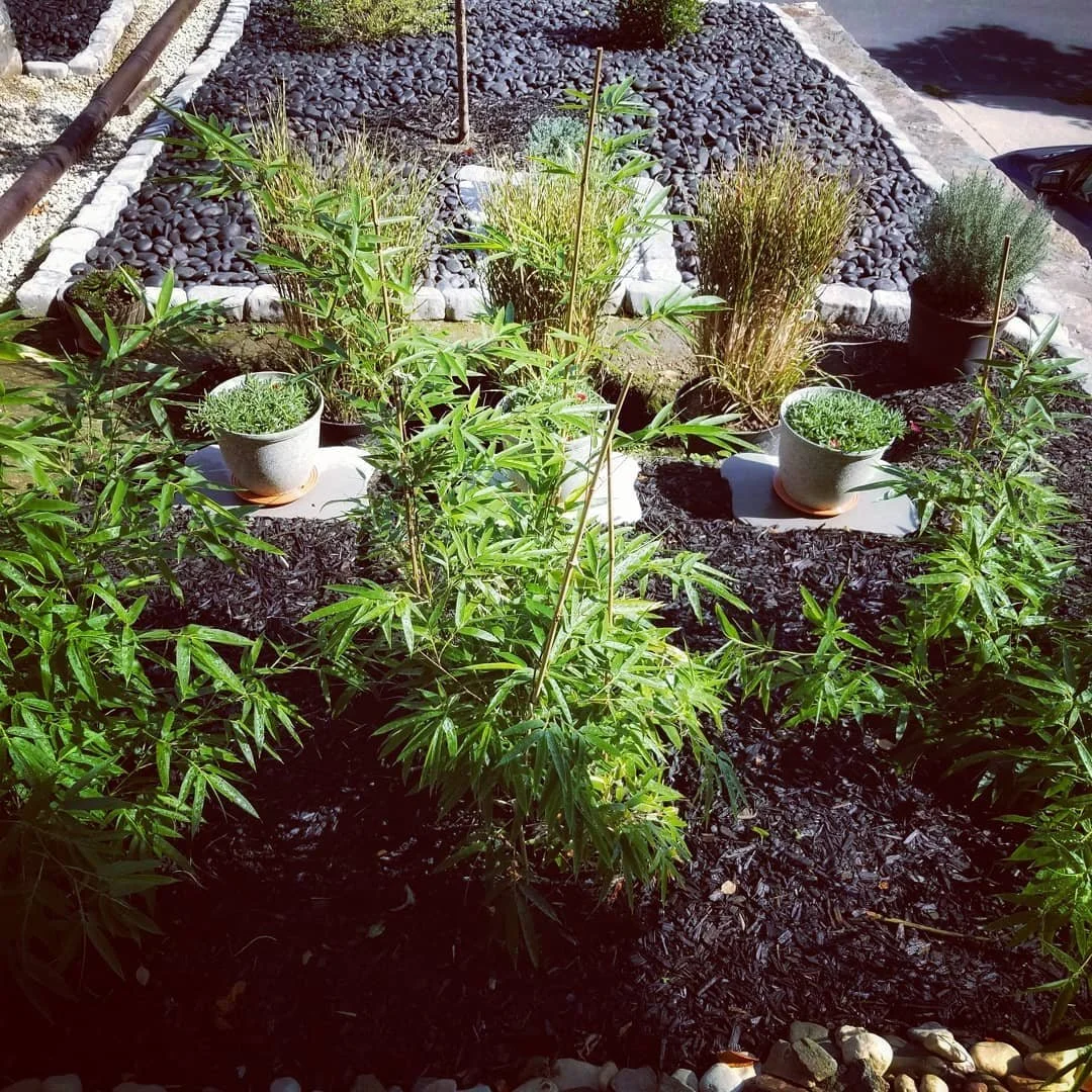 old front yard - year 2.jpg