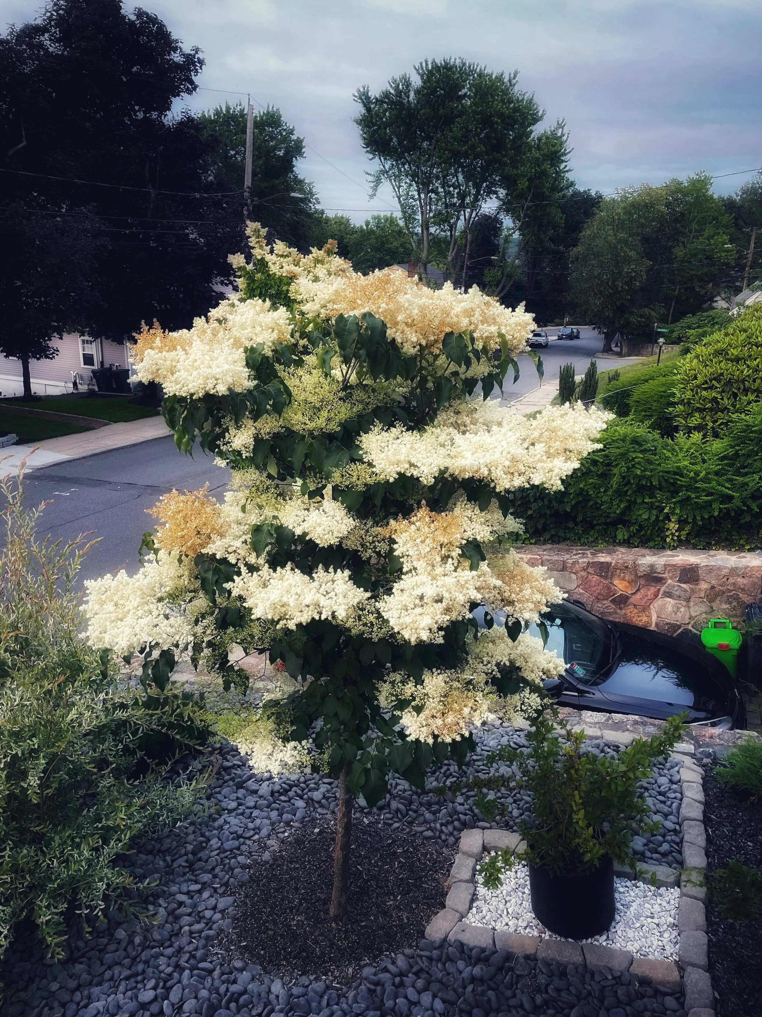 Snowdance Lilac tree.jpeg