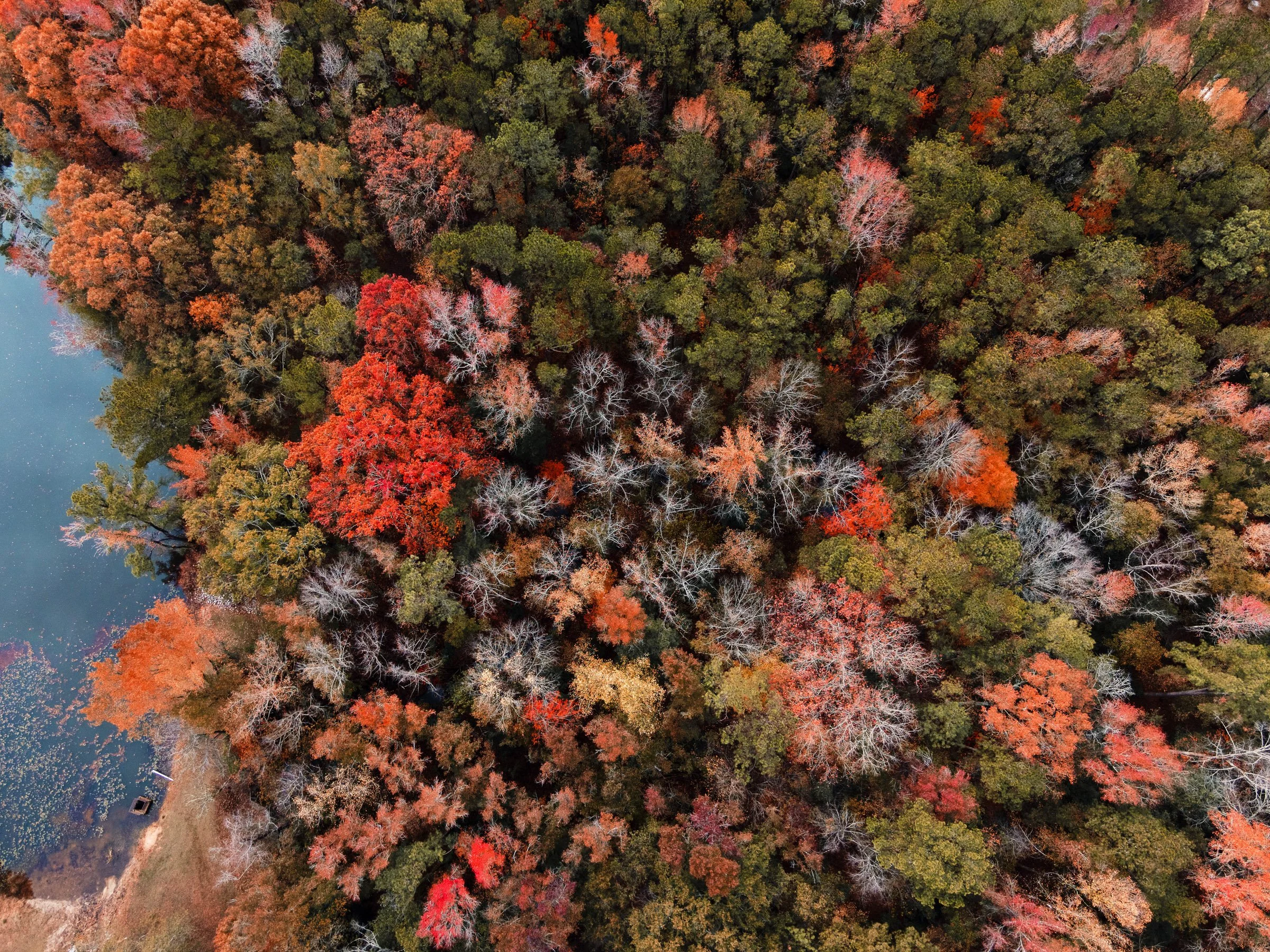 Overhead view of colorful autumn trees with red, orange, green, and white leaf cover, surrounding a body of water with a dock or small boat at the shoreline.