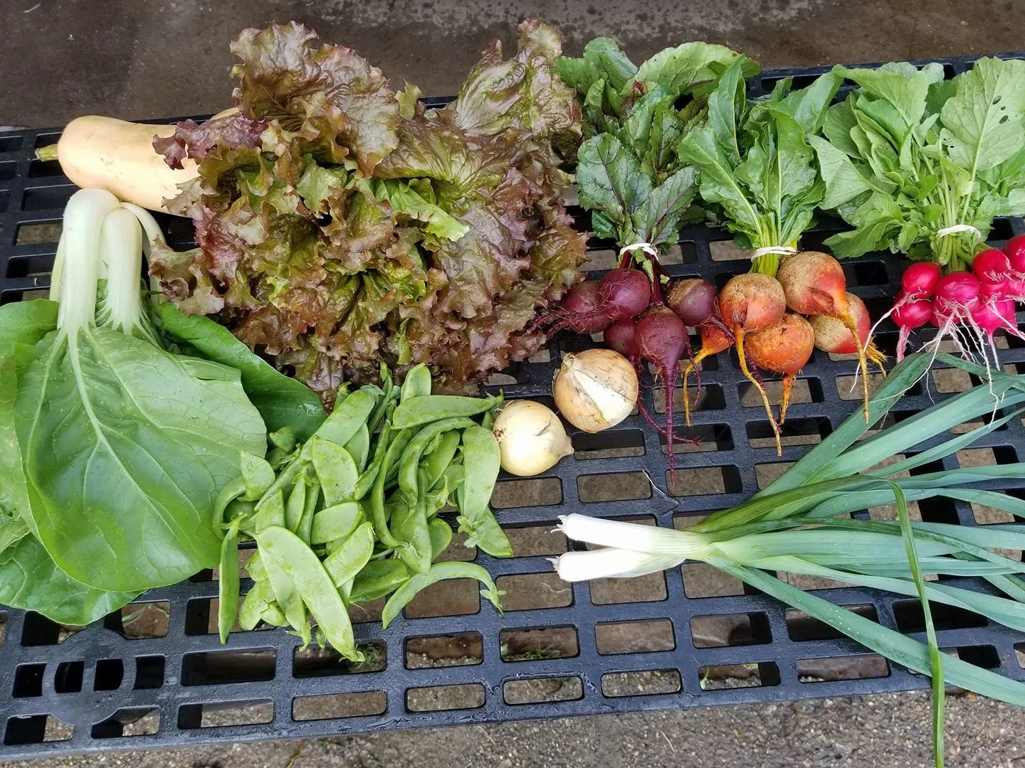 Timsa Vegetable Products | CSA | Vegetables | Pasture-Raised Pork | Pasture-Raised ...