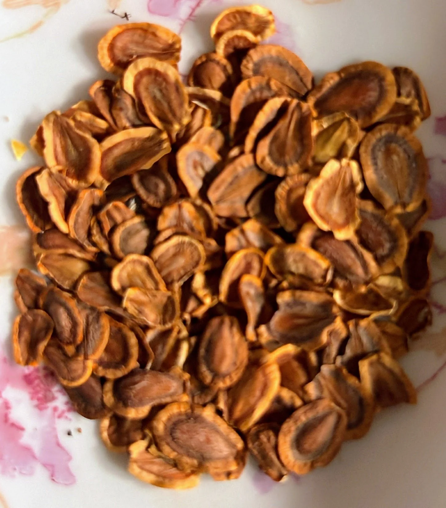 common milkweed seeds.jpg