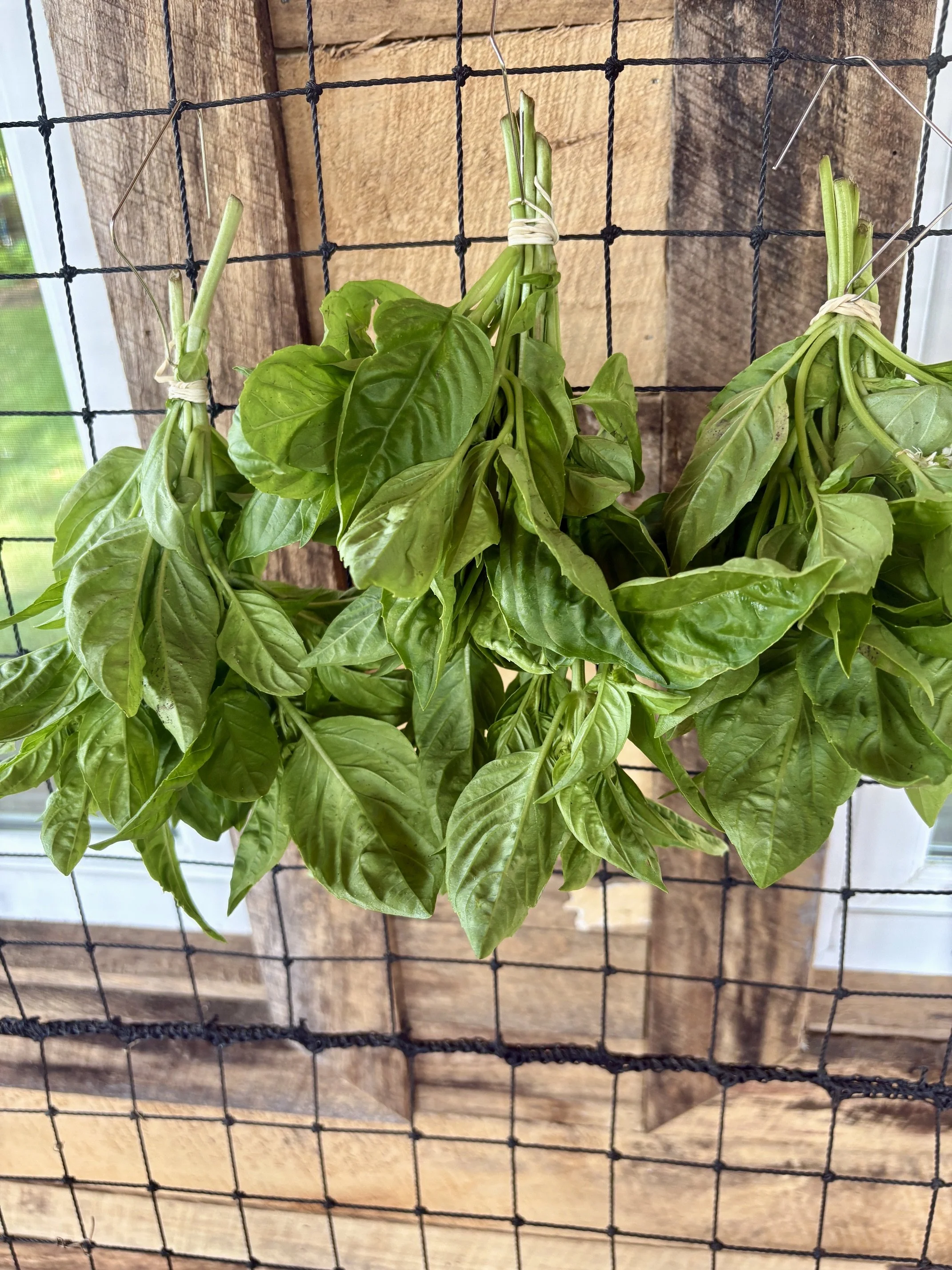 Basil 2.jpg