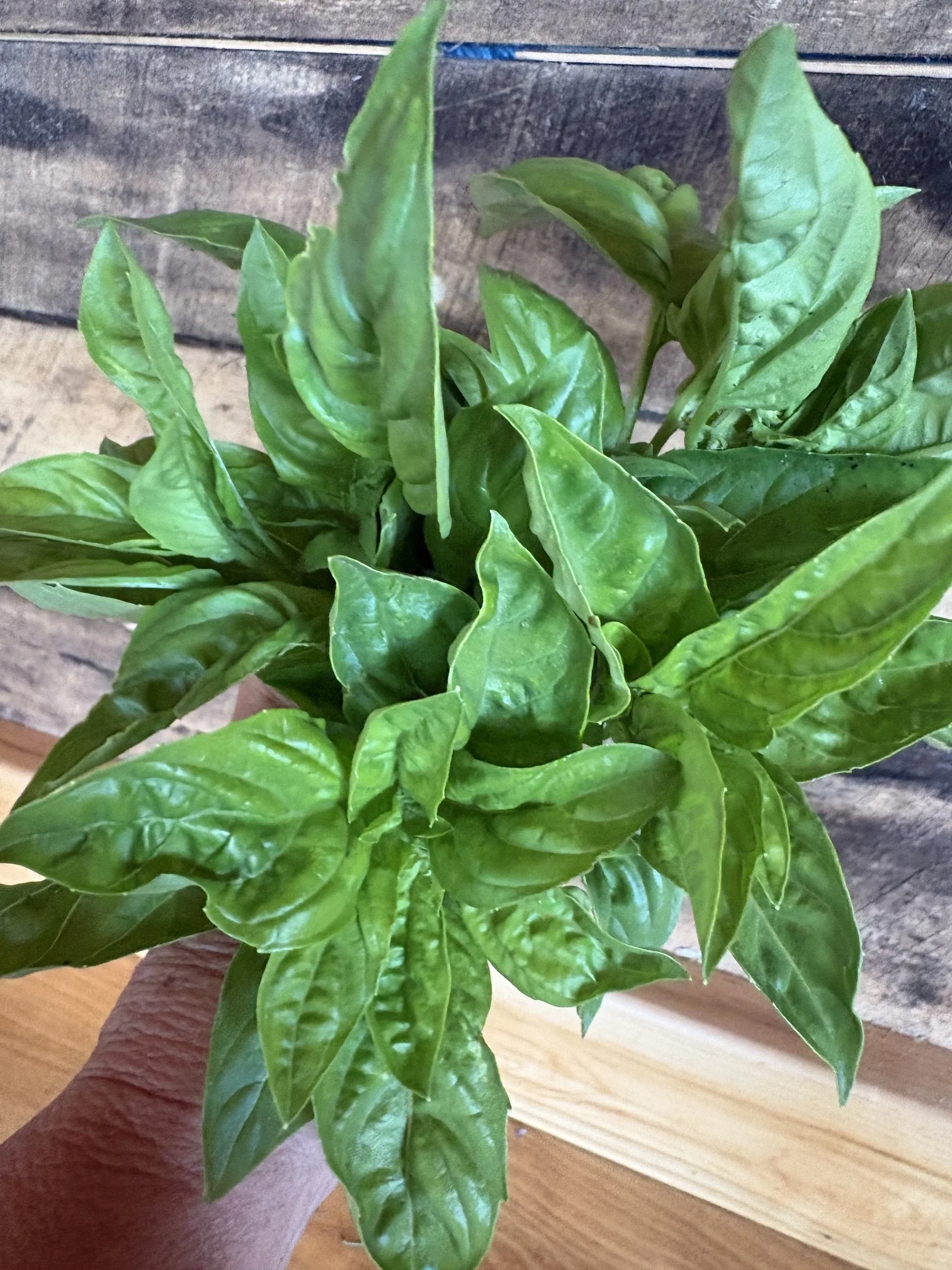 basil 3.JPG