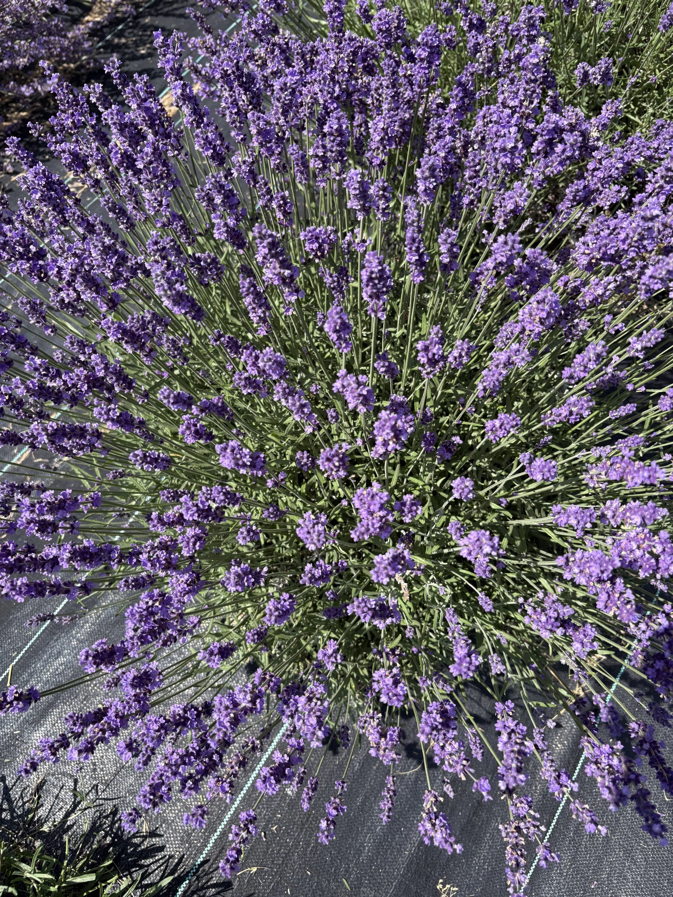 Dried Lavender Bundle  Hidcote