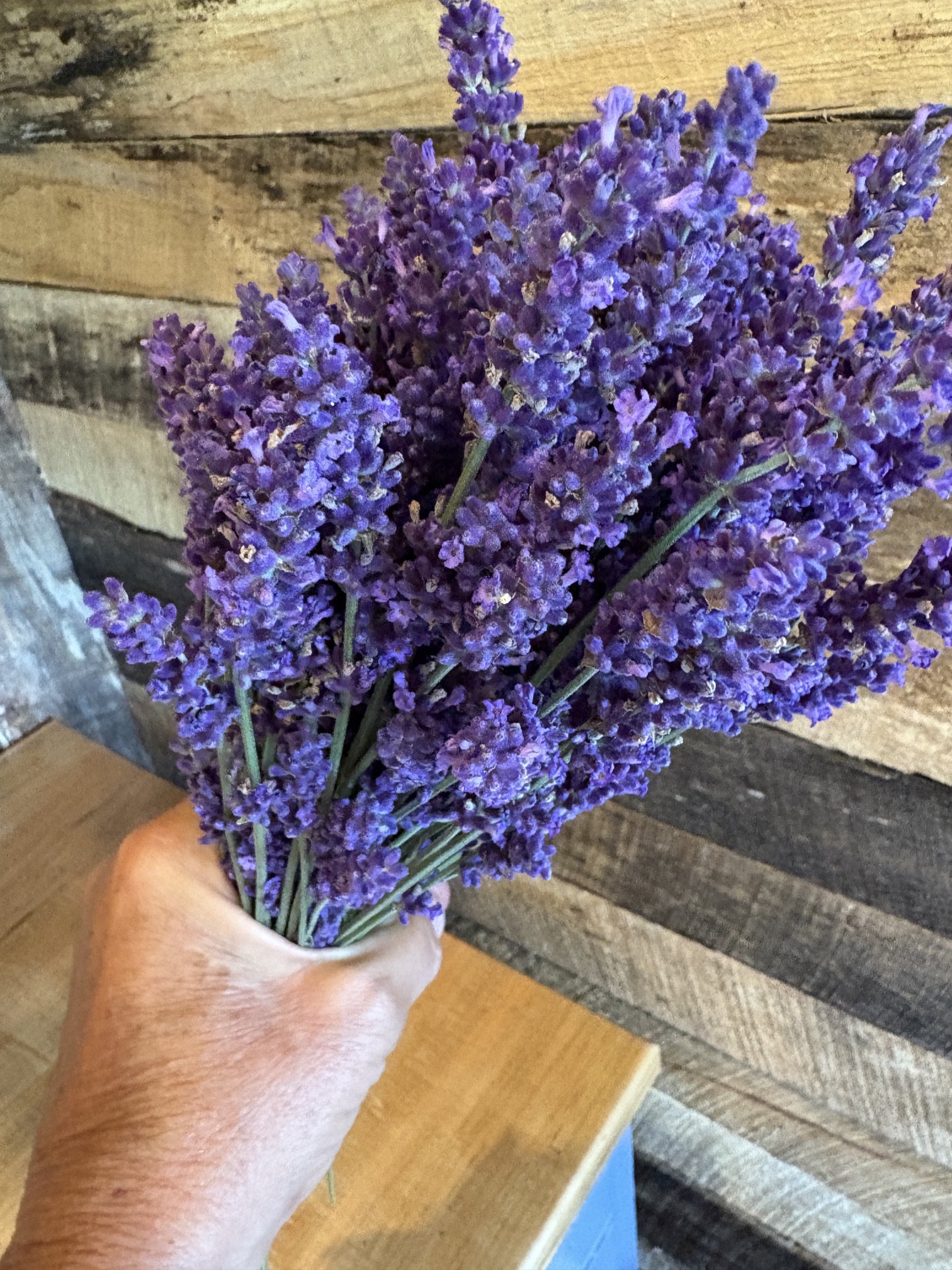 Hidcote Lavender Bunch in hand.JPG