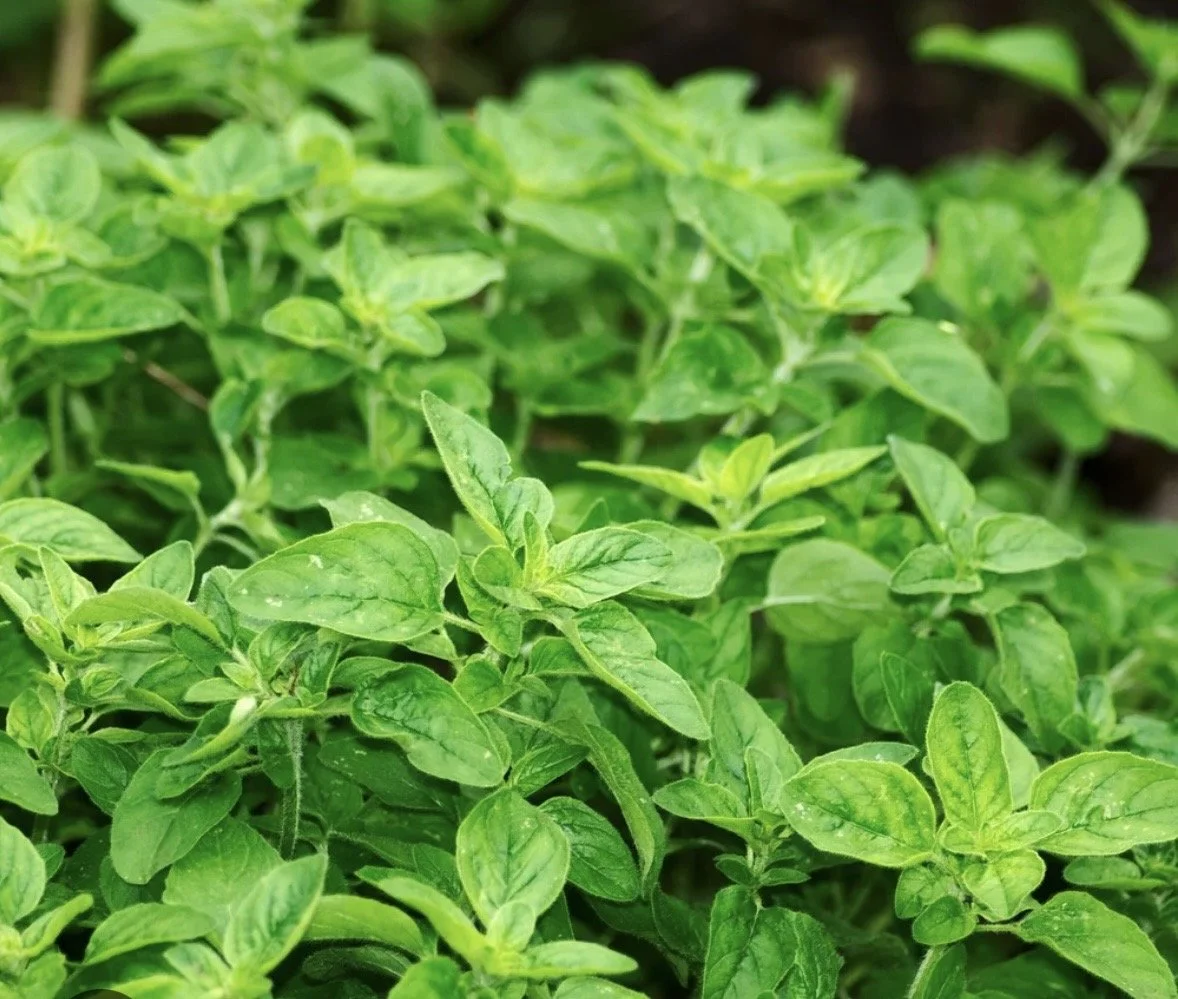 Dried Oregano Bundle