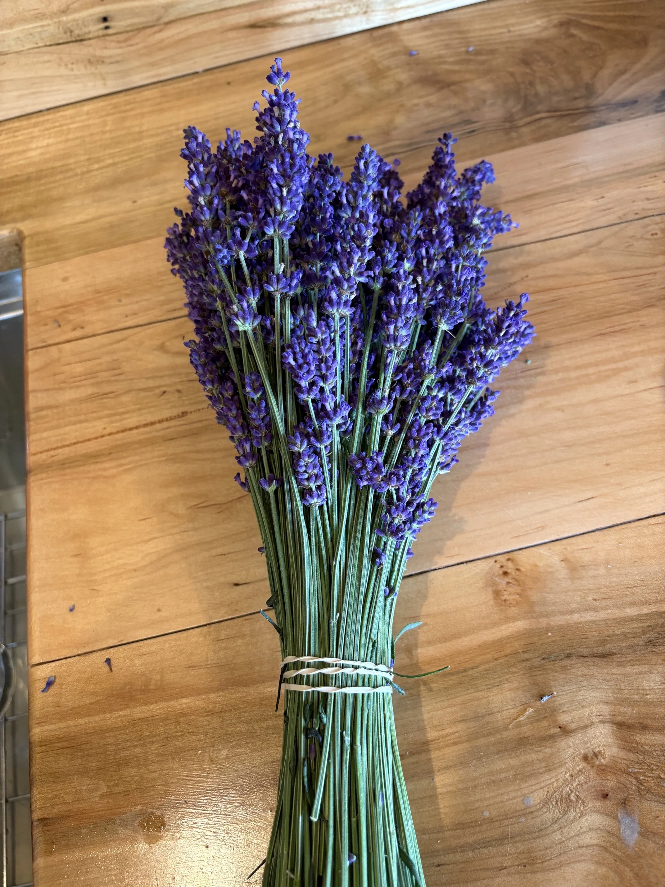 Fresh Lavender Bundles  Hidcote Large