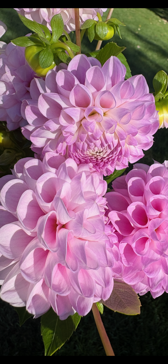 IMG_7888.PNG
