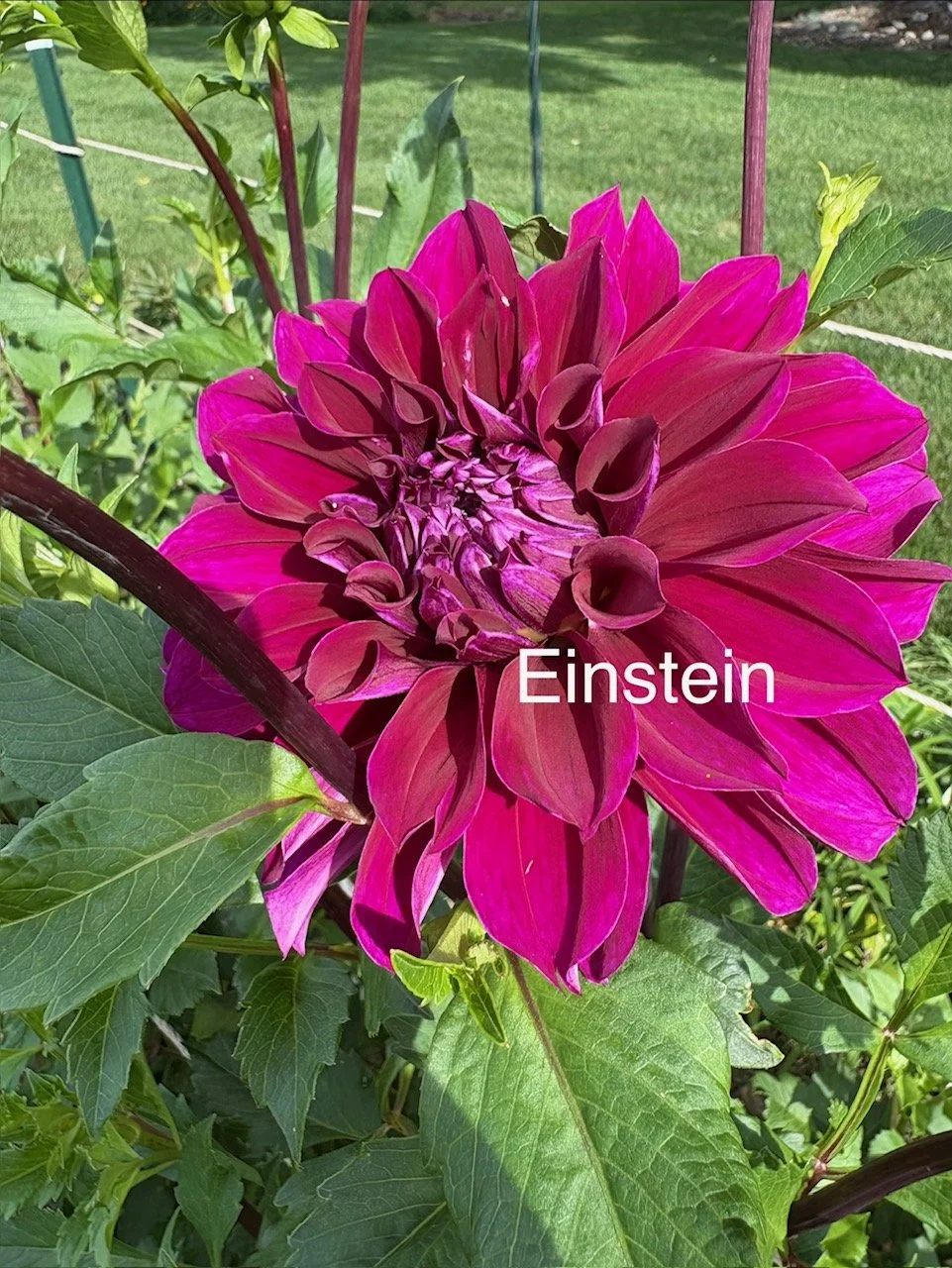 Enstien in Garden.jpeg