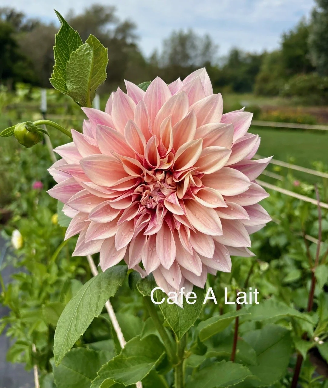 Cafe in garden.jpeg