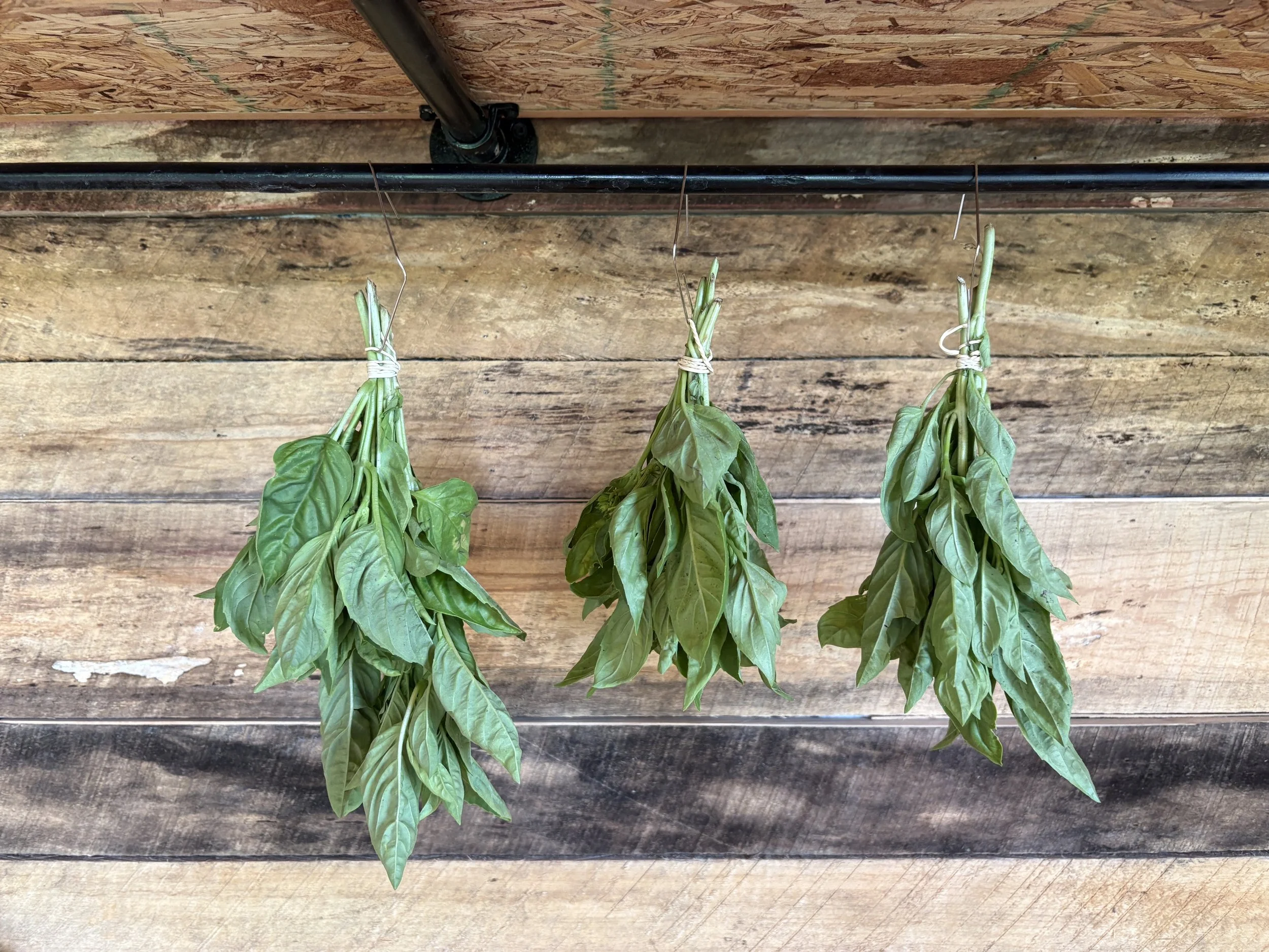 Organic Dried Basil