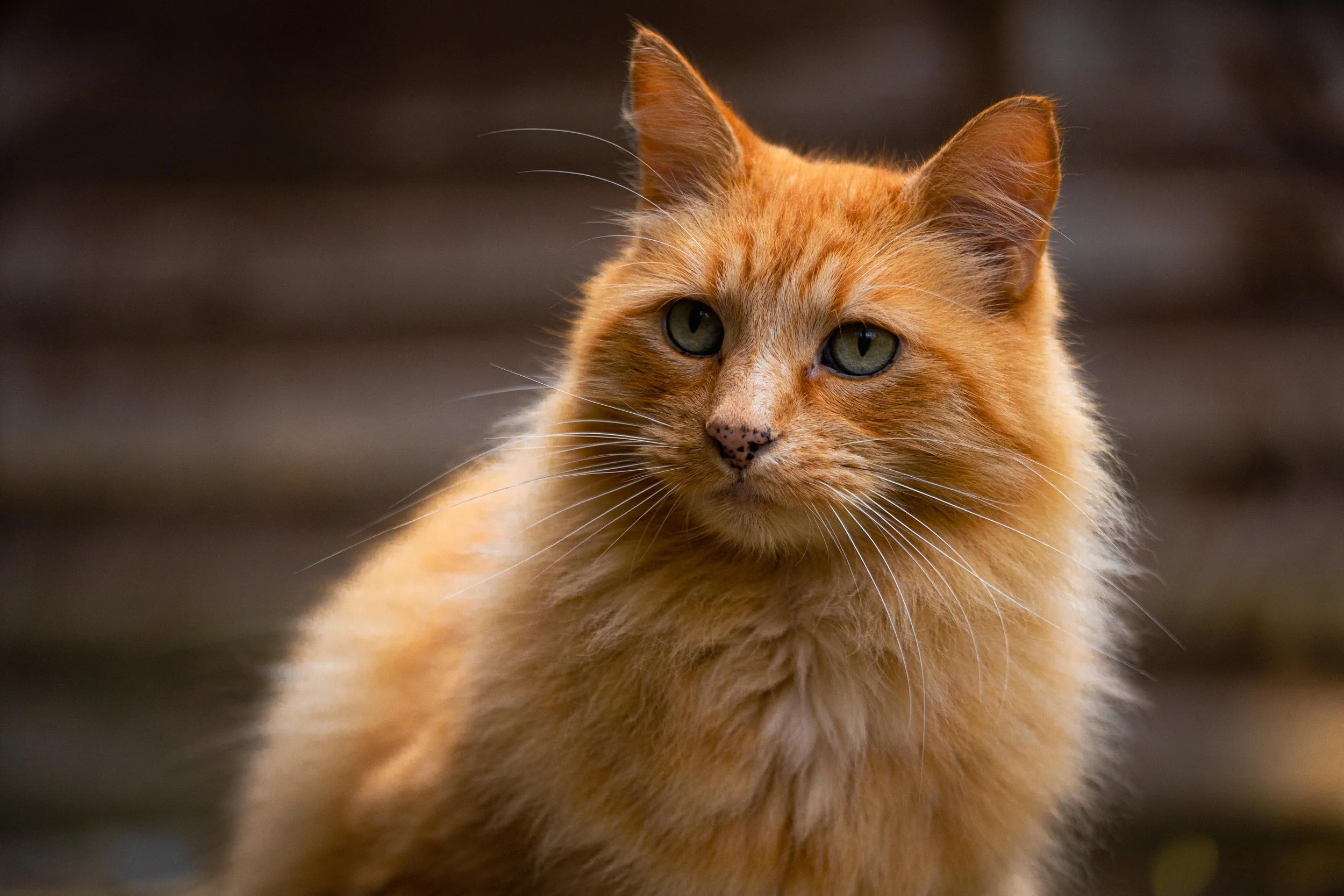 TED_SEP 2025 (7 of 14).jpg