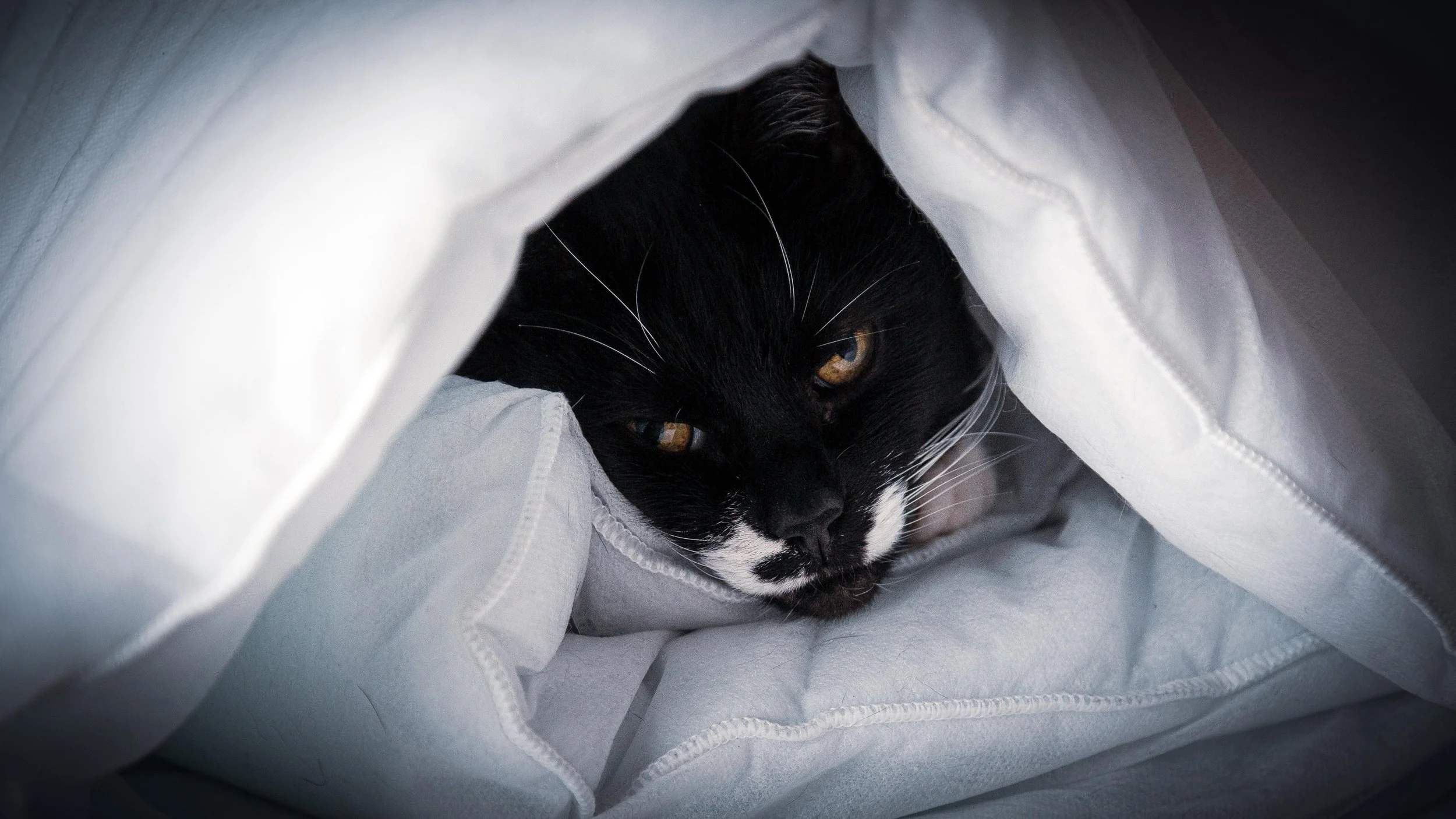 SOOTY & SOCKS_REGRADE 2025 (6 of 9).jpg