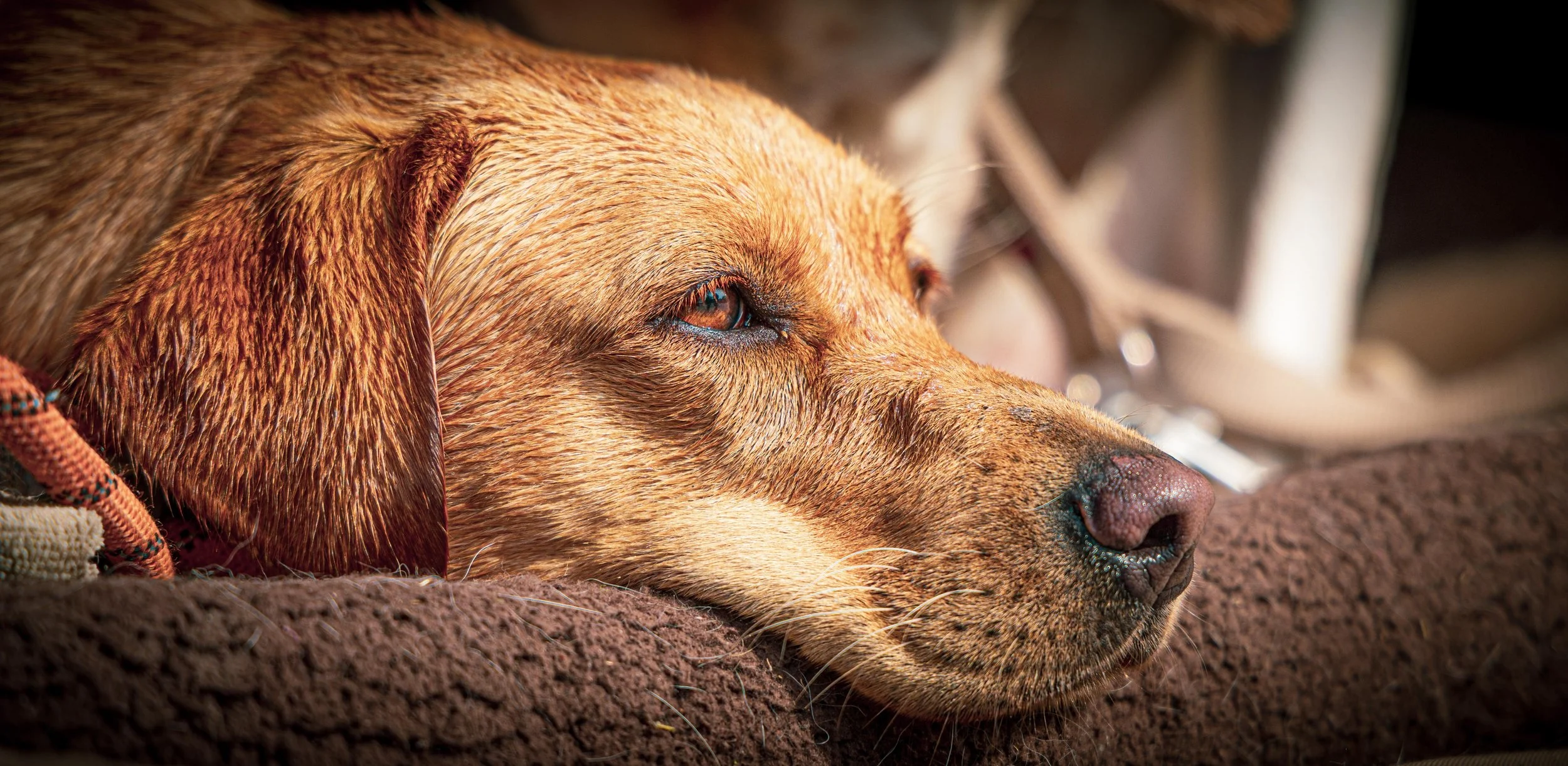 CHRIS & DAISY_SEP 2025 (48 of 50).jpg