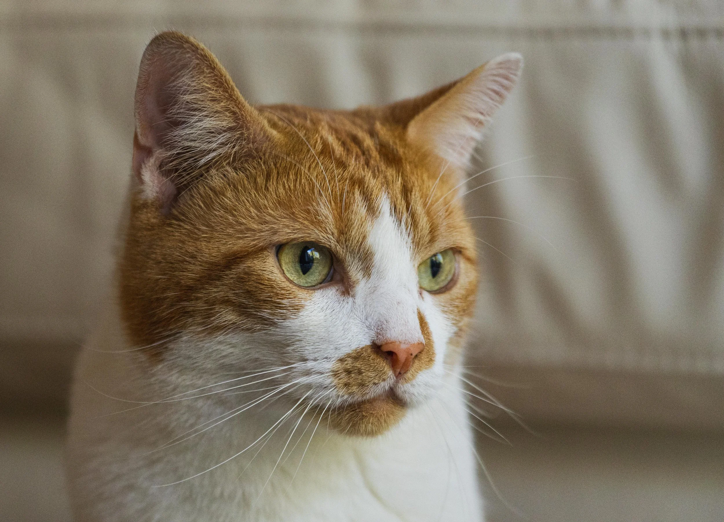 ELVIS_SEP 2025 (4 of 15).jpg