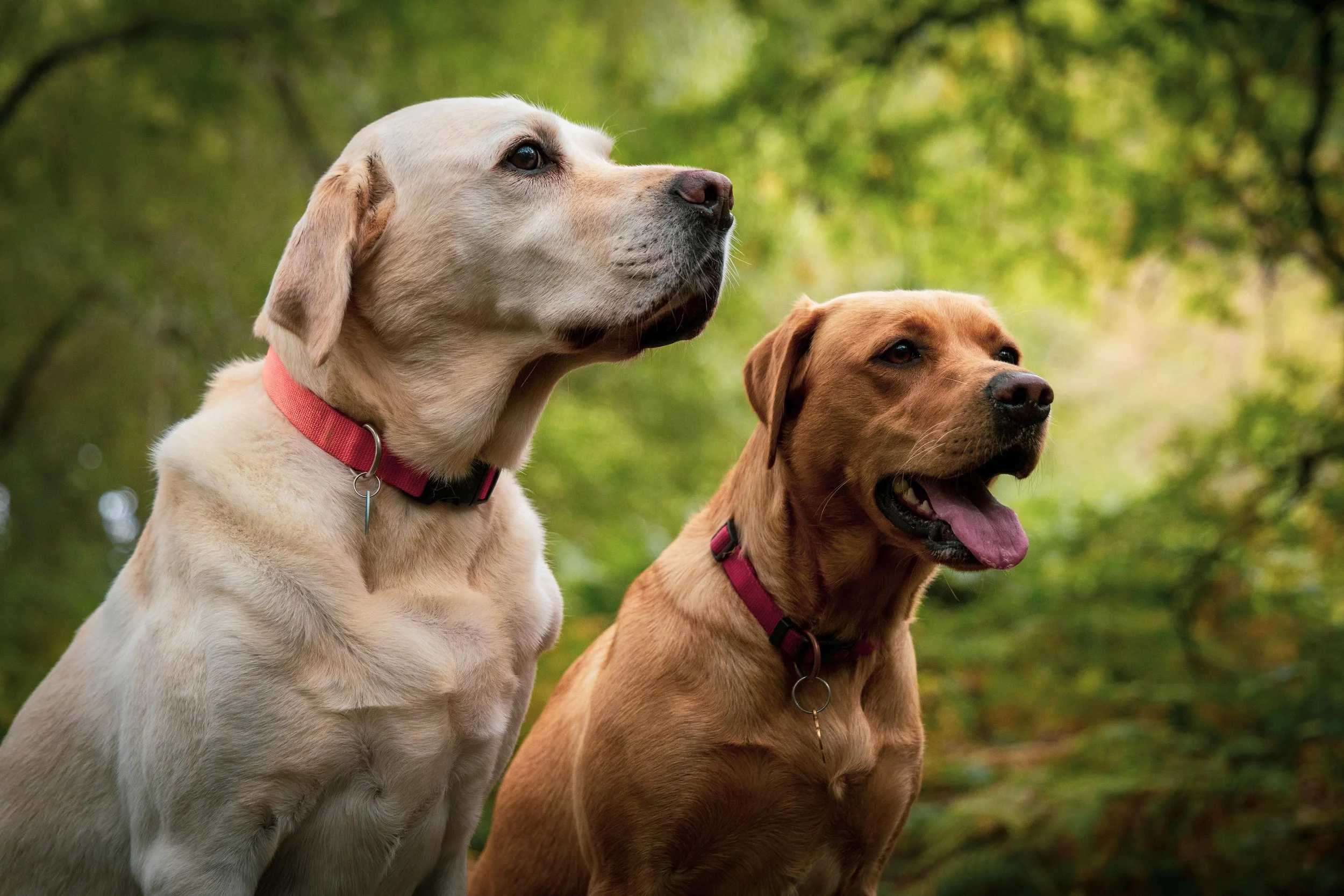 CHRIS & DAISY_REGRADE 2025 (1 of 1).jpg