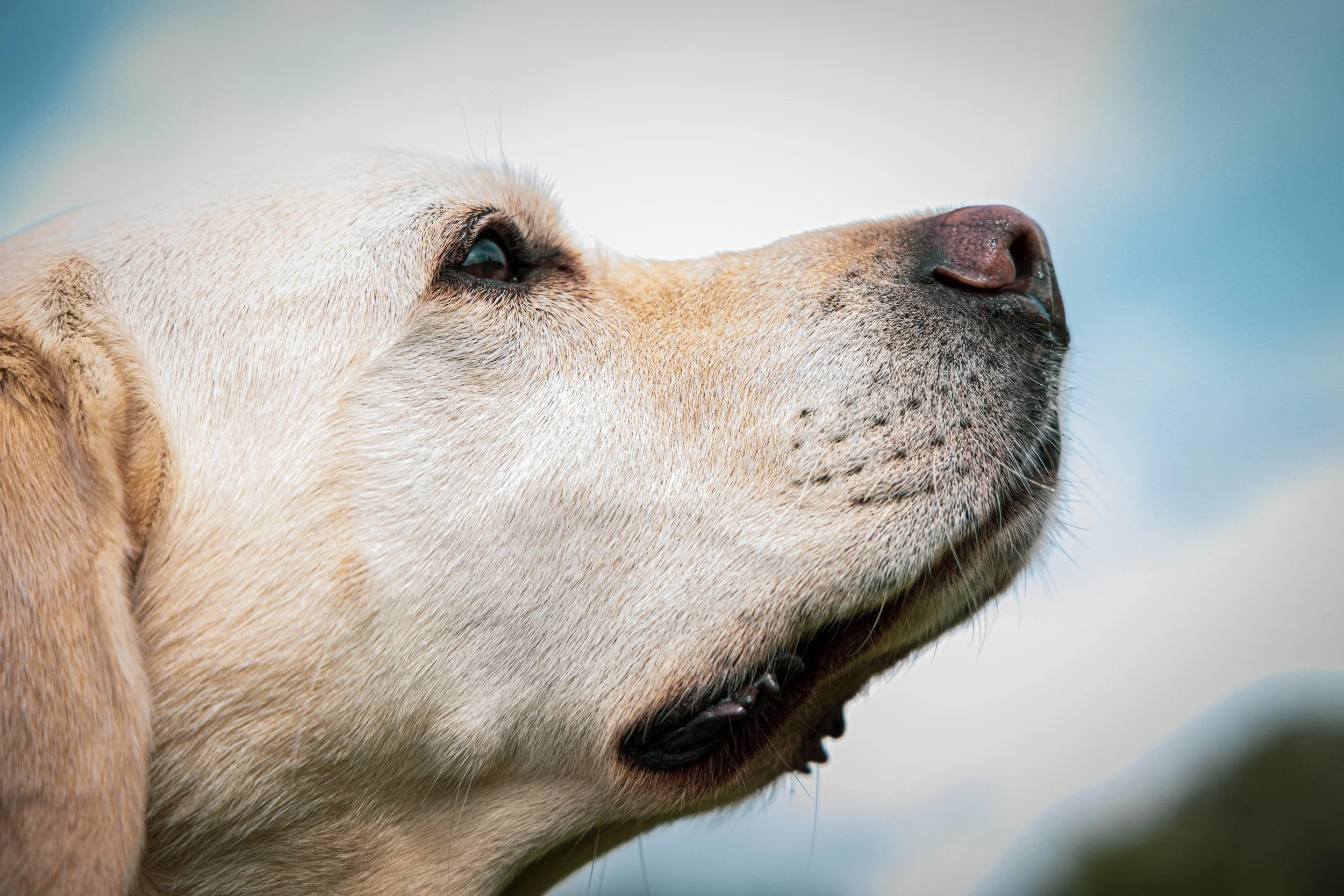 CHRIS & DAISY_SEP 2025 (28 of 50).jpg