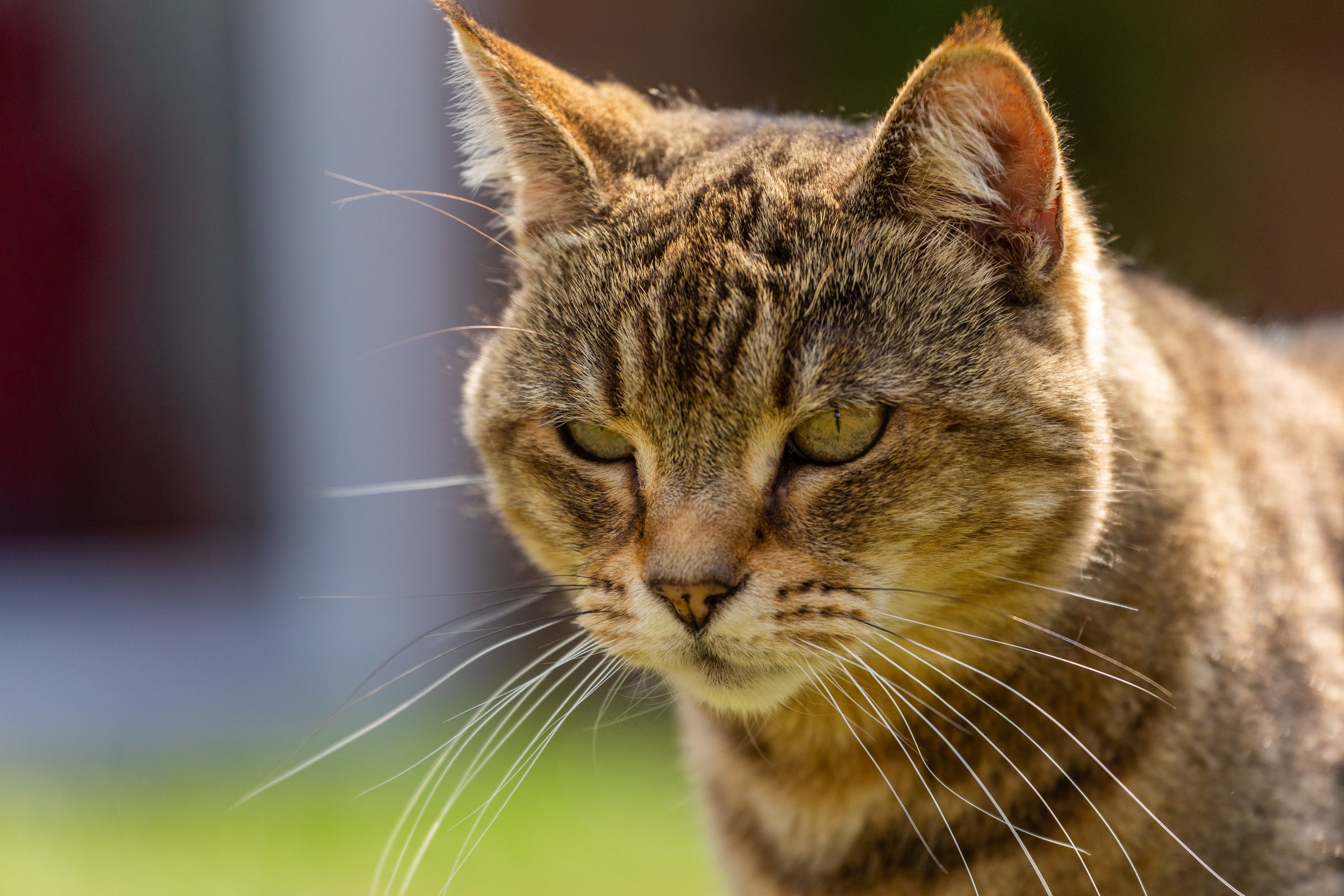 RUBY_AUGUST 2025 (14 of 15).jpg