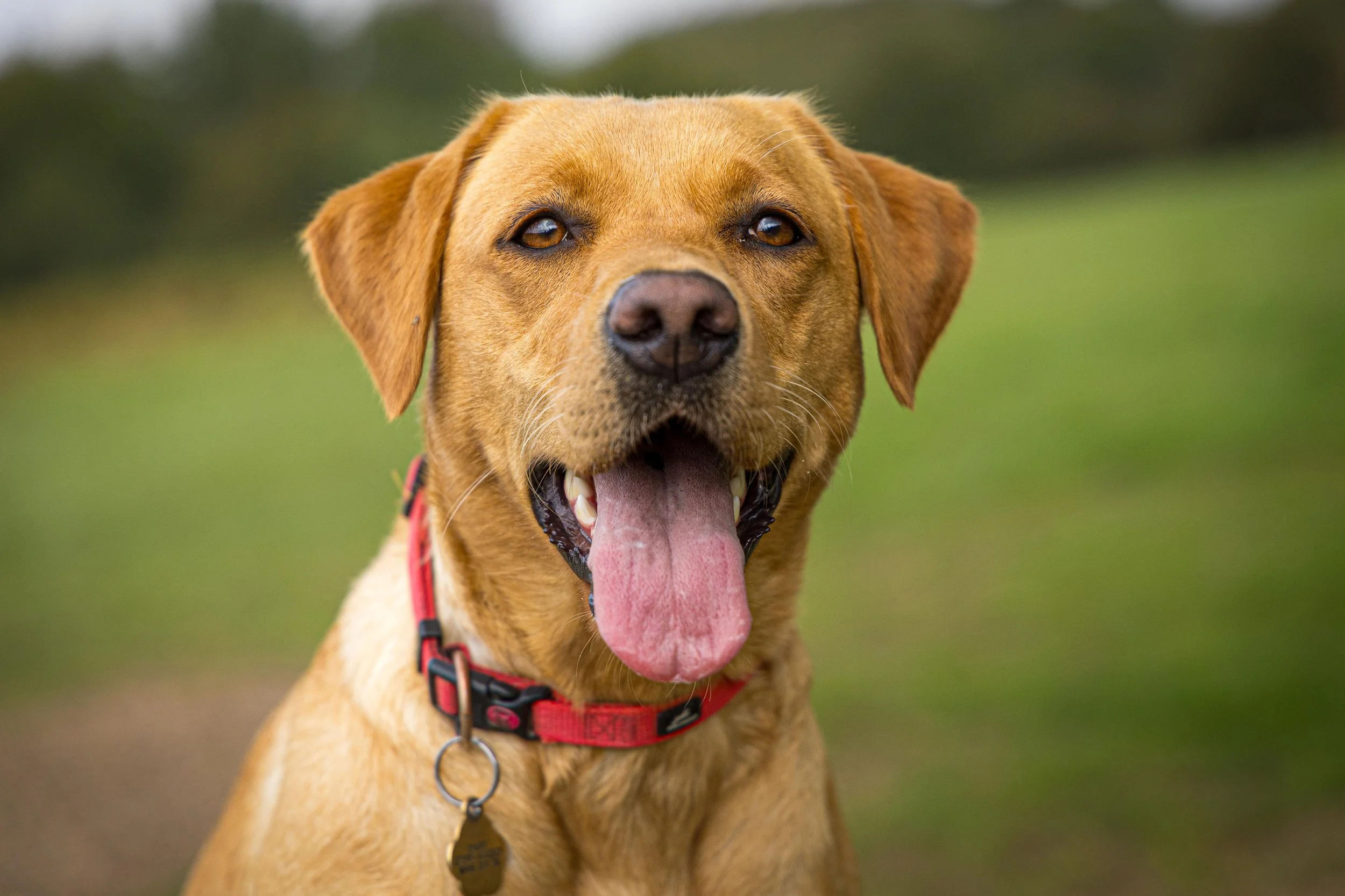 CHRIS & DAISY_SEP 2025 (14 of 50).jpg