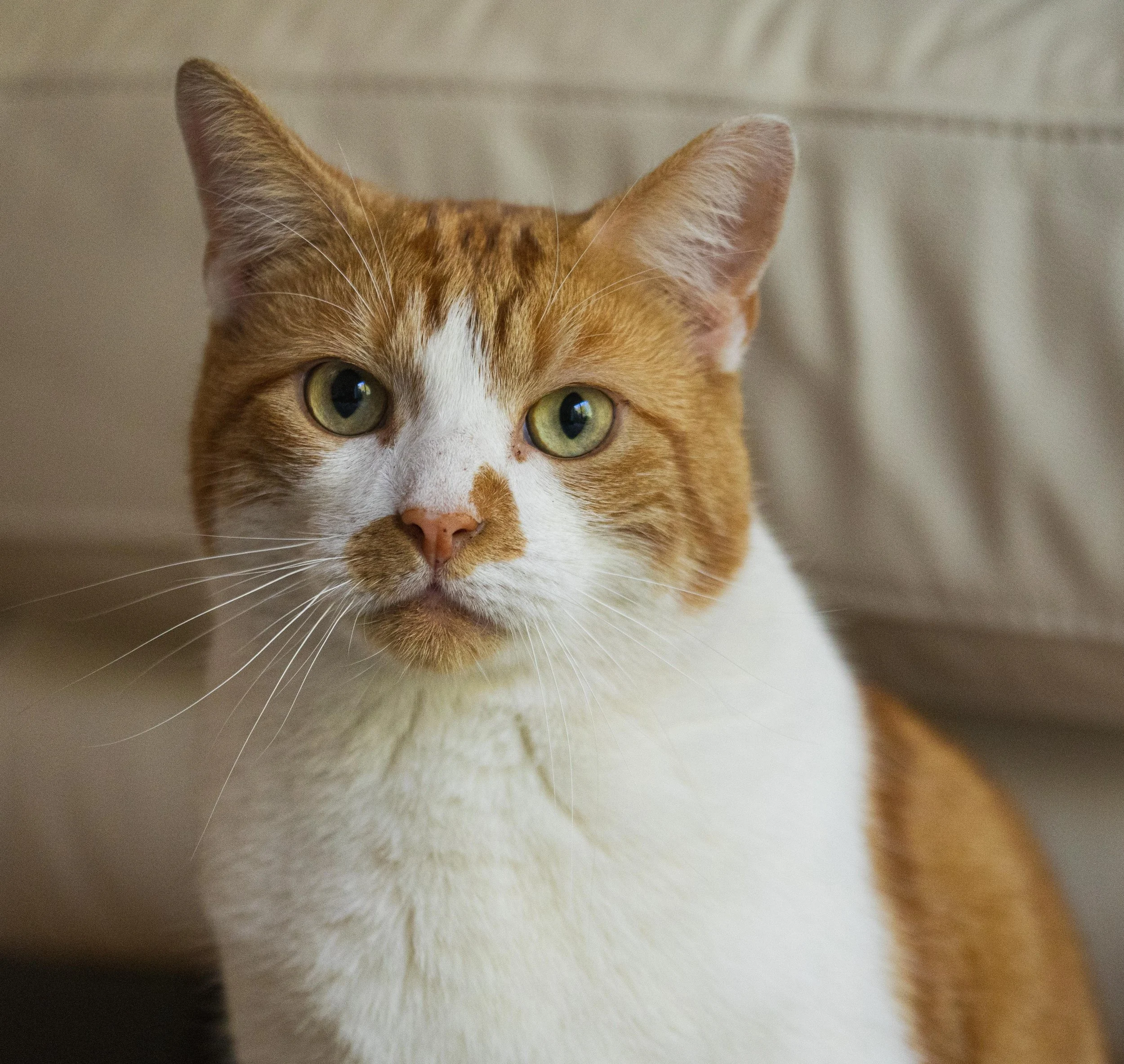 ELVIS_SEP 2025 (1 of 15).jpg