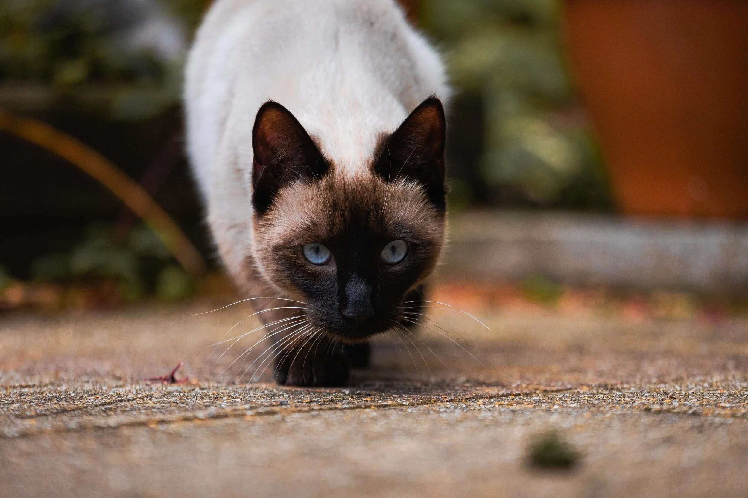 LUKA_SEP 2025 (9 of 9).jpg