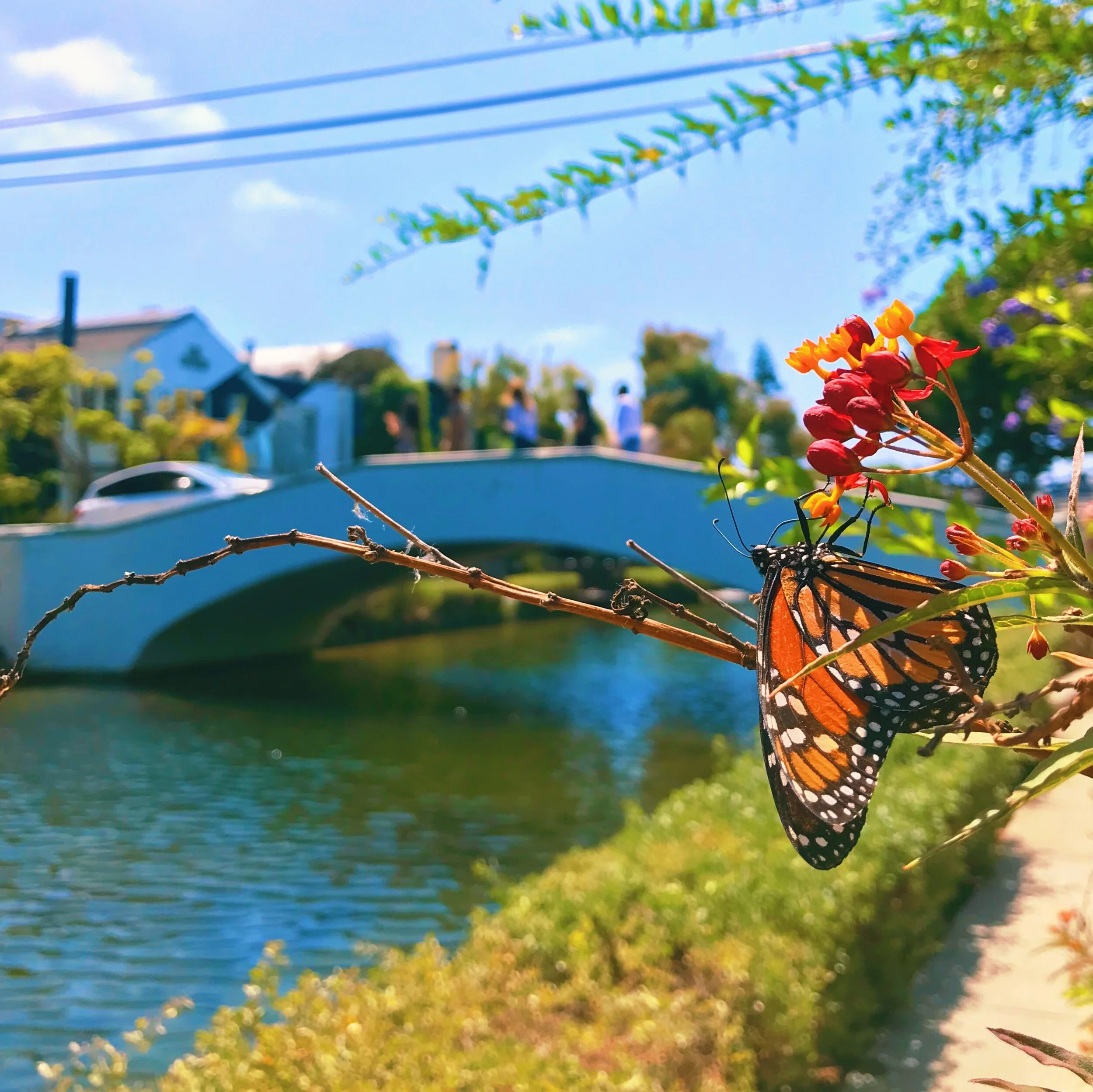 Butterfly at the Venice Canals in Los Angeles