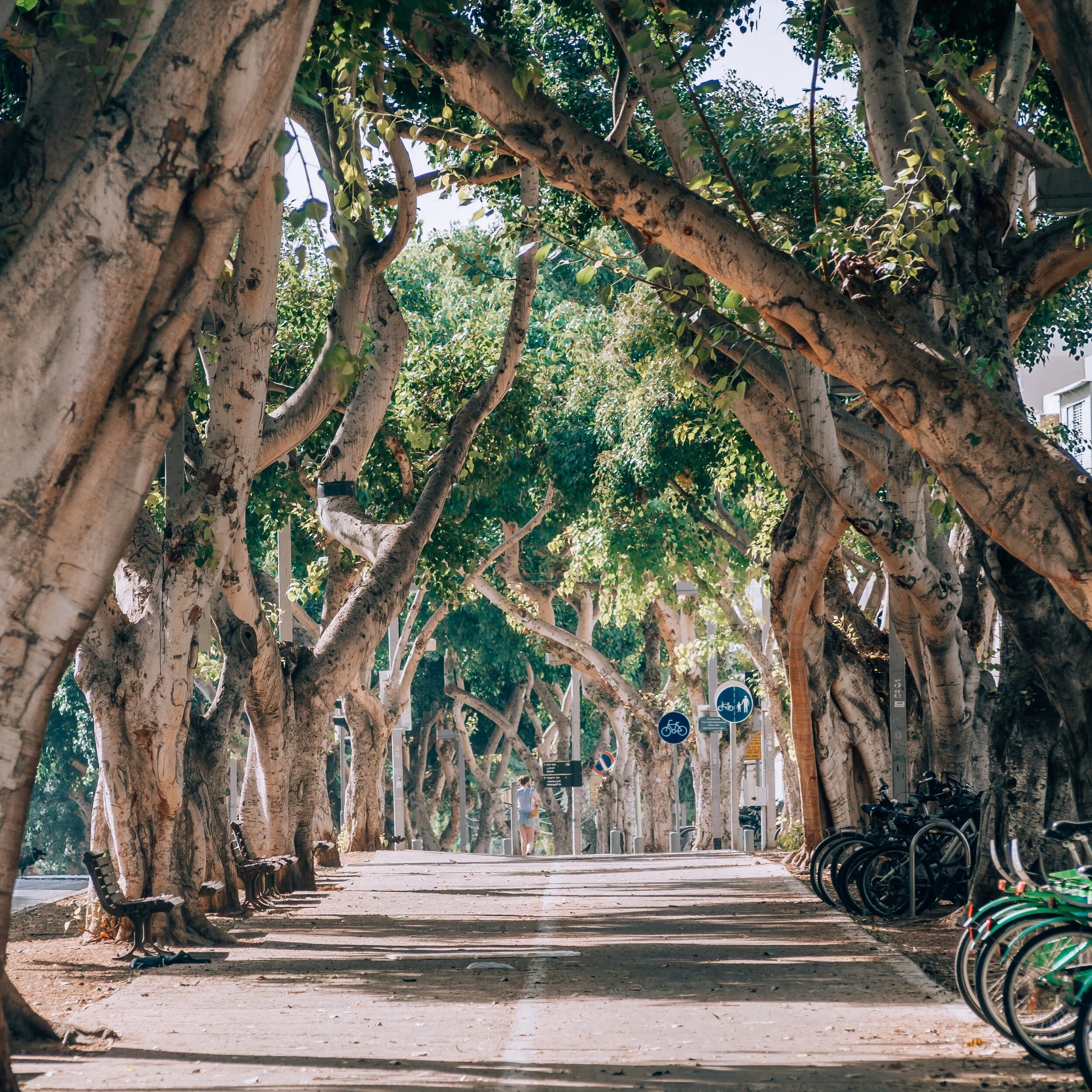 Tree lined street in Tel Aviv