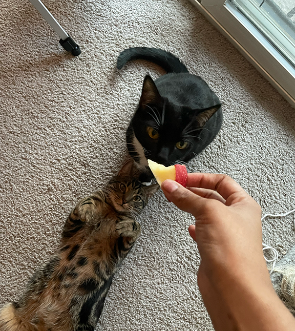 Two cats on a carpet, one black and white sitting and one tabby lying on its back, both looking at a hand holding a slice of apple.
