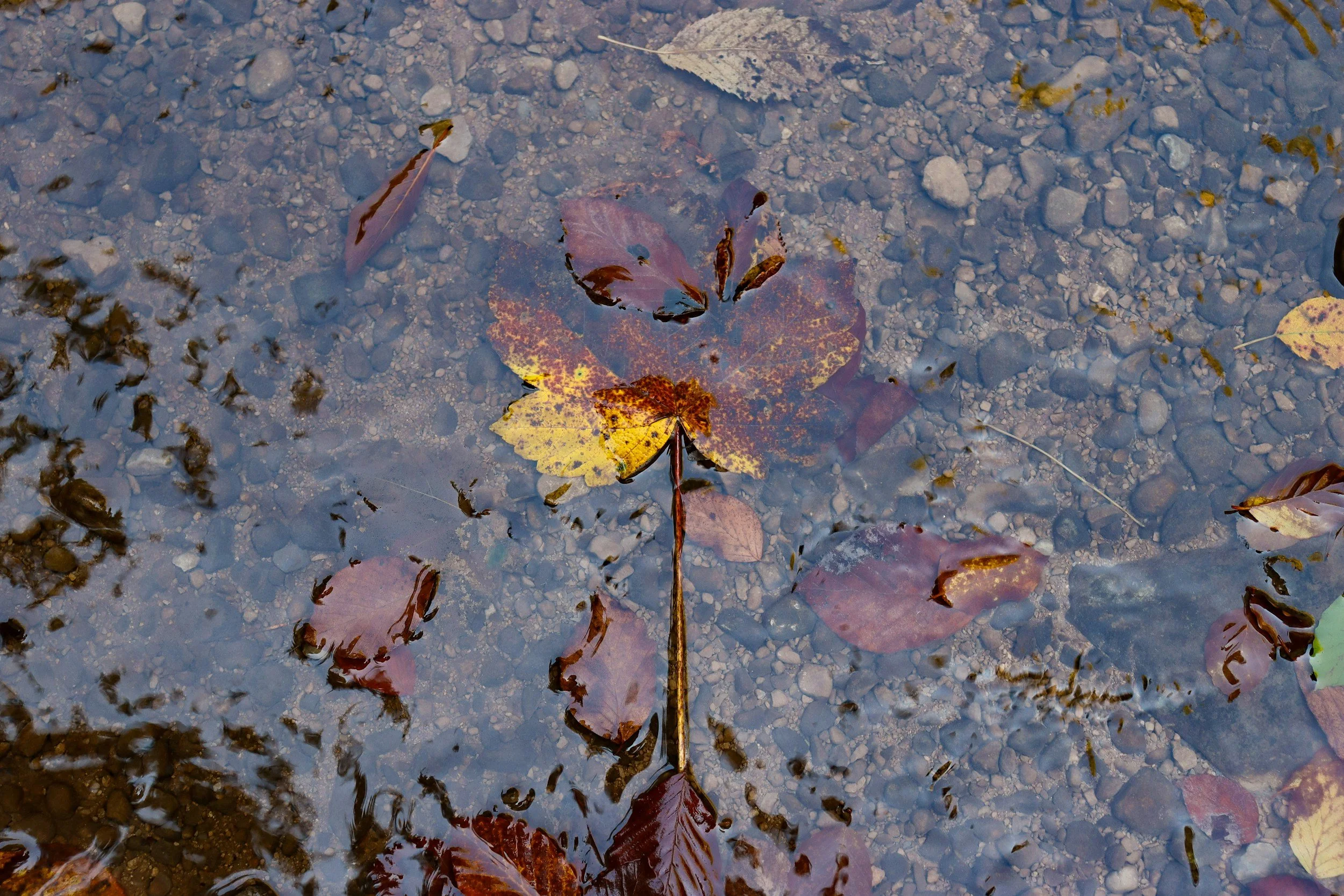 Fallen autumn leaves floating on water, with a gravel bottom visible underneath.