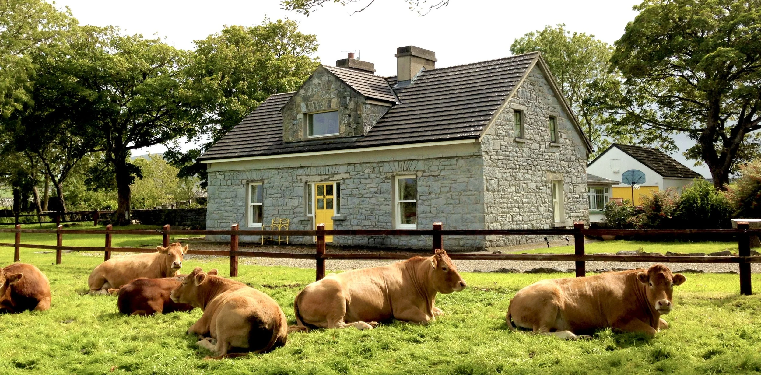 garden - cows in the field.JPEG