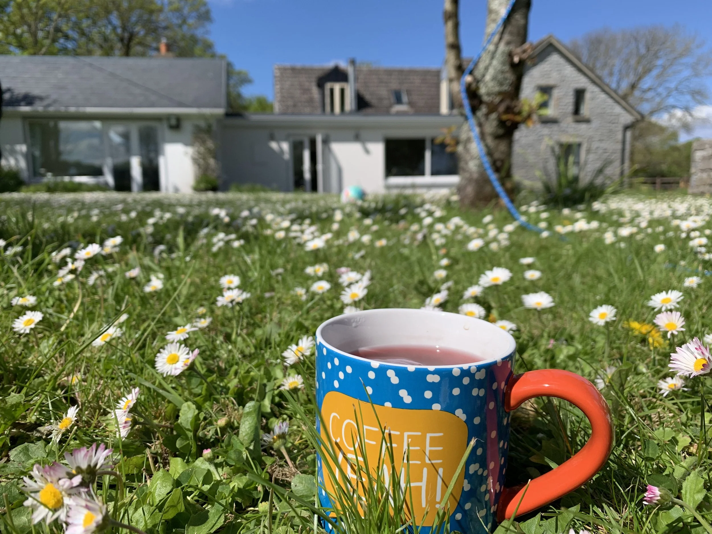 garden - the orchard macro.jpeg