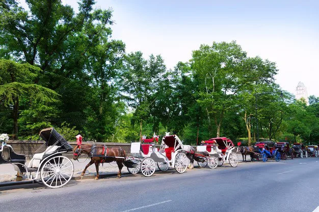 Private Horse &amp; Carriage Ride in Central Park Tour
