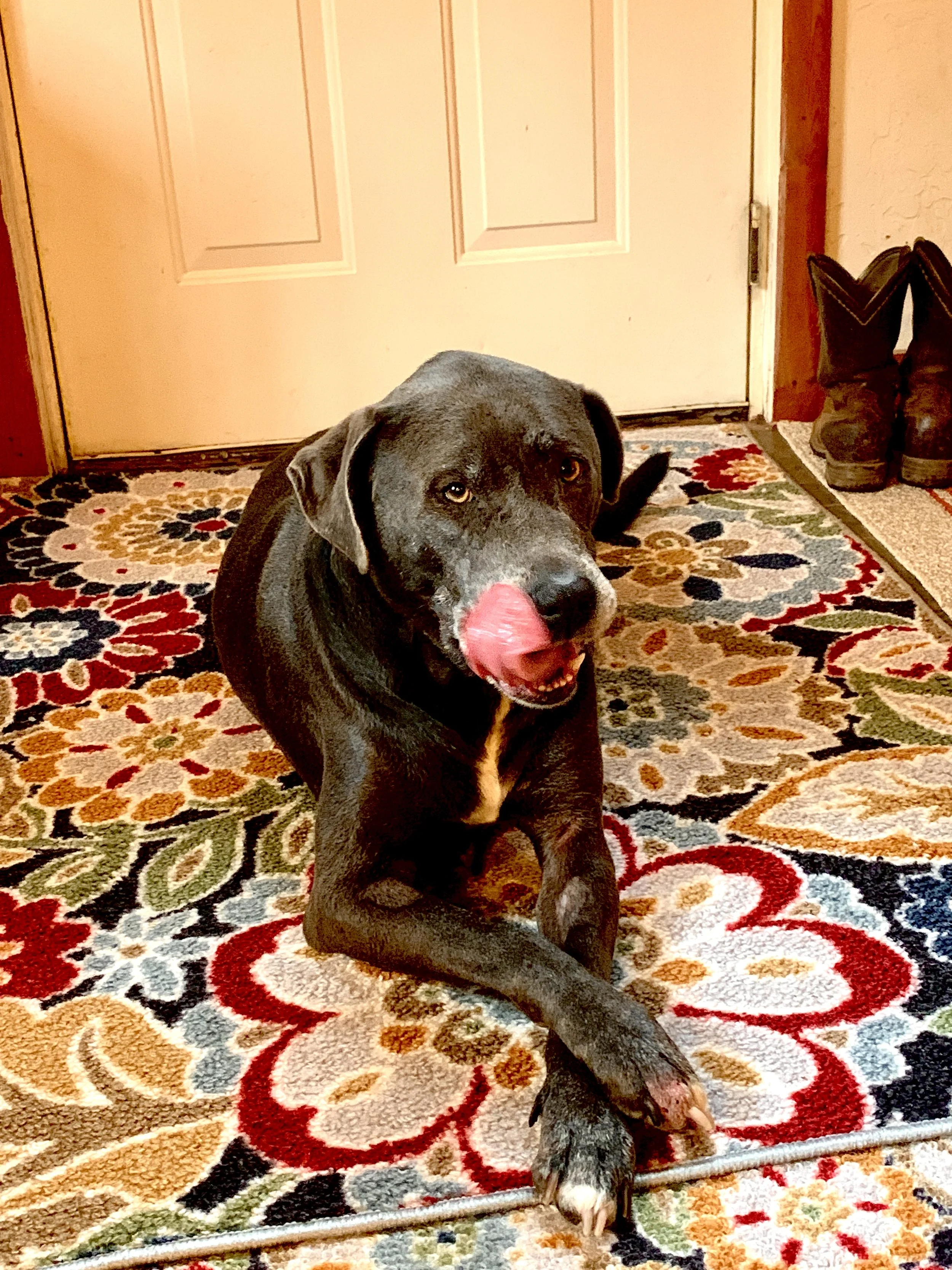 Priya - the guardian dog of the Farm