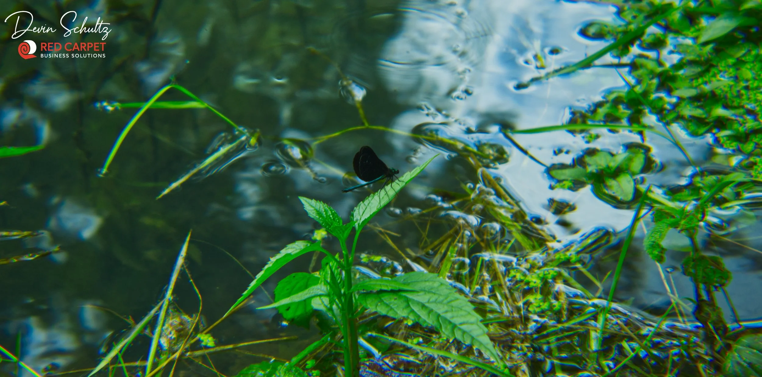 Alley Springs DragonFly