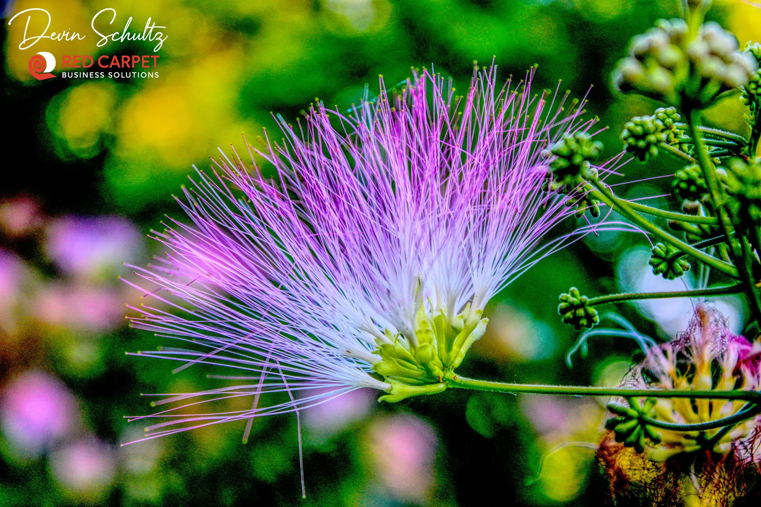 Mimosa Tree in Bloom