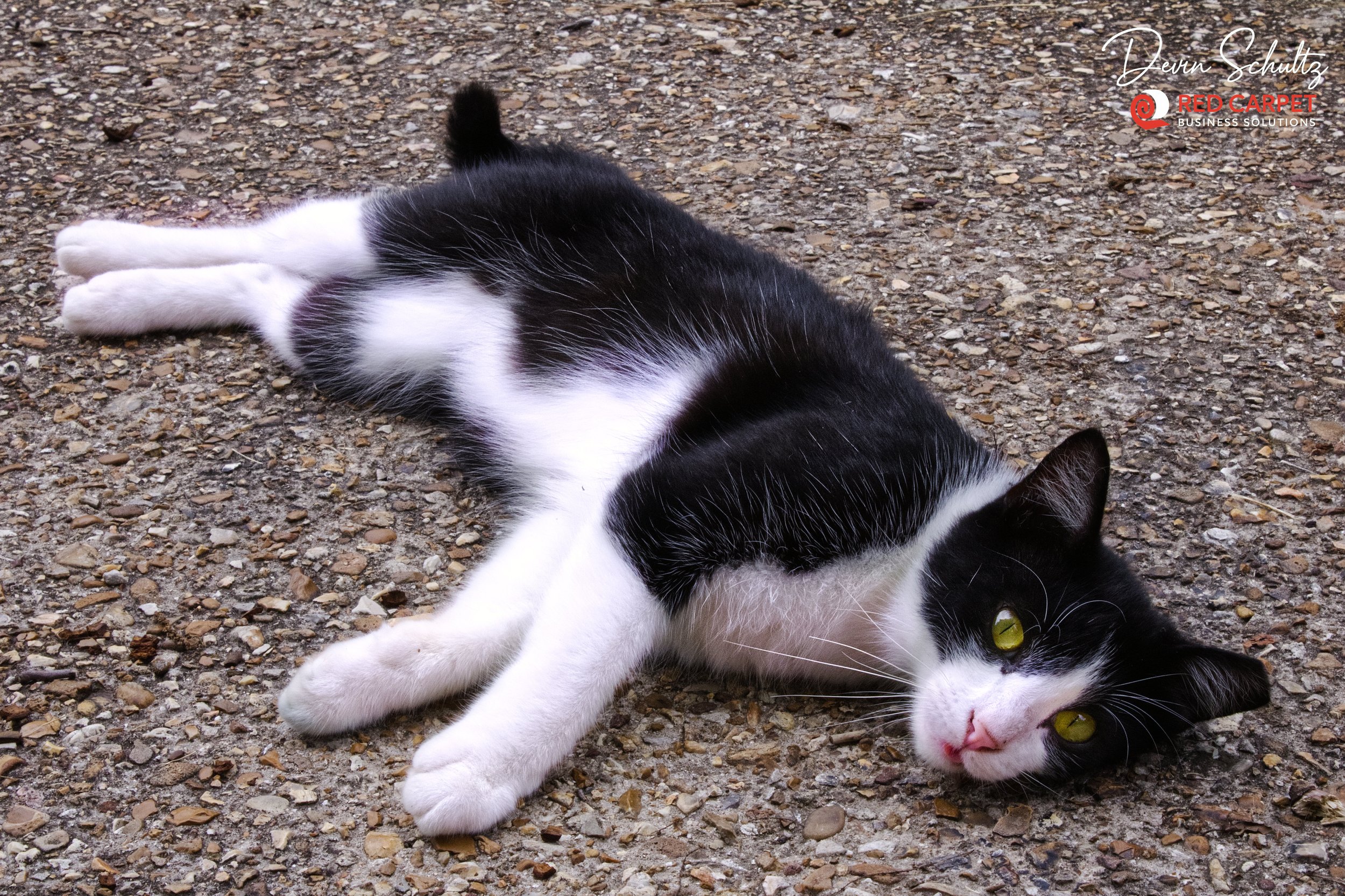 Cat on Concrete.jpg