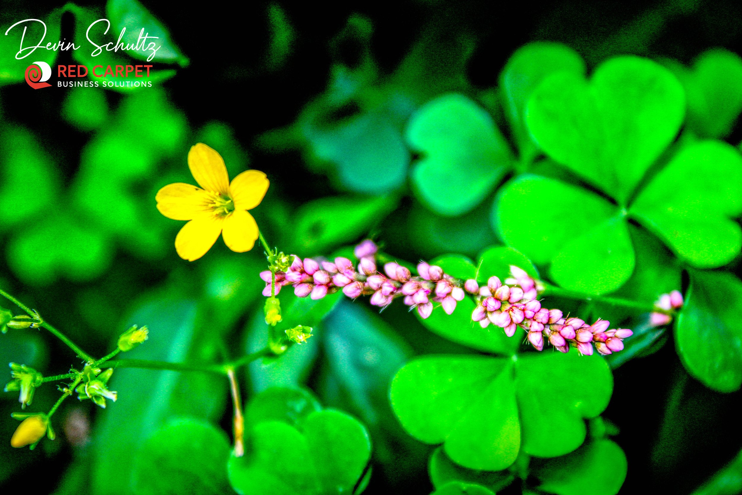 Wildflower 2.jpg