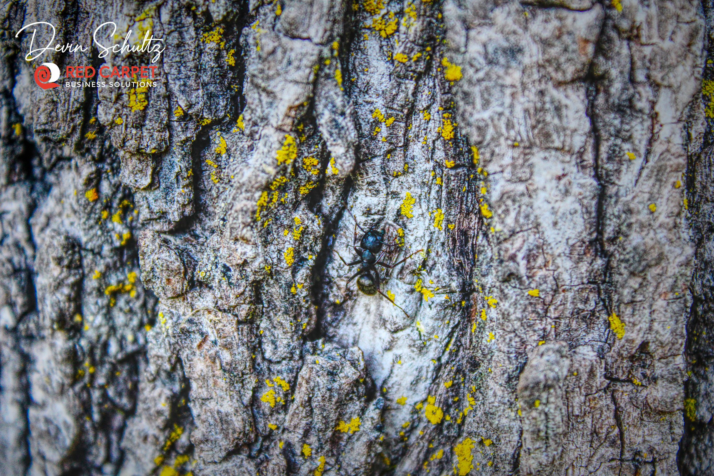 Ant on Tree.jpg