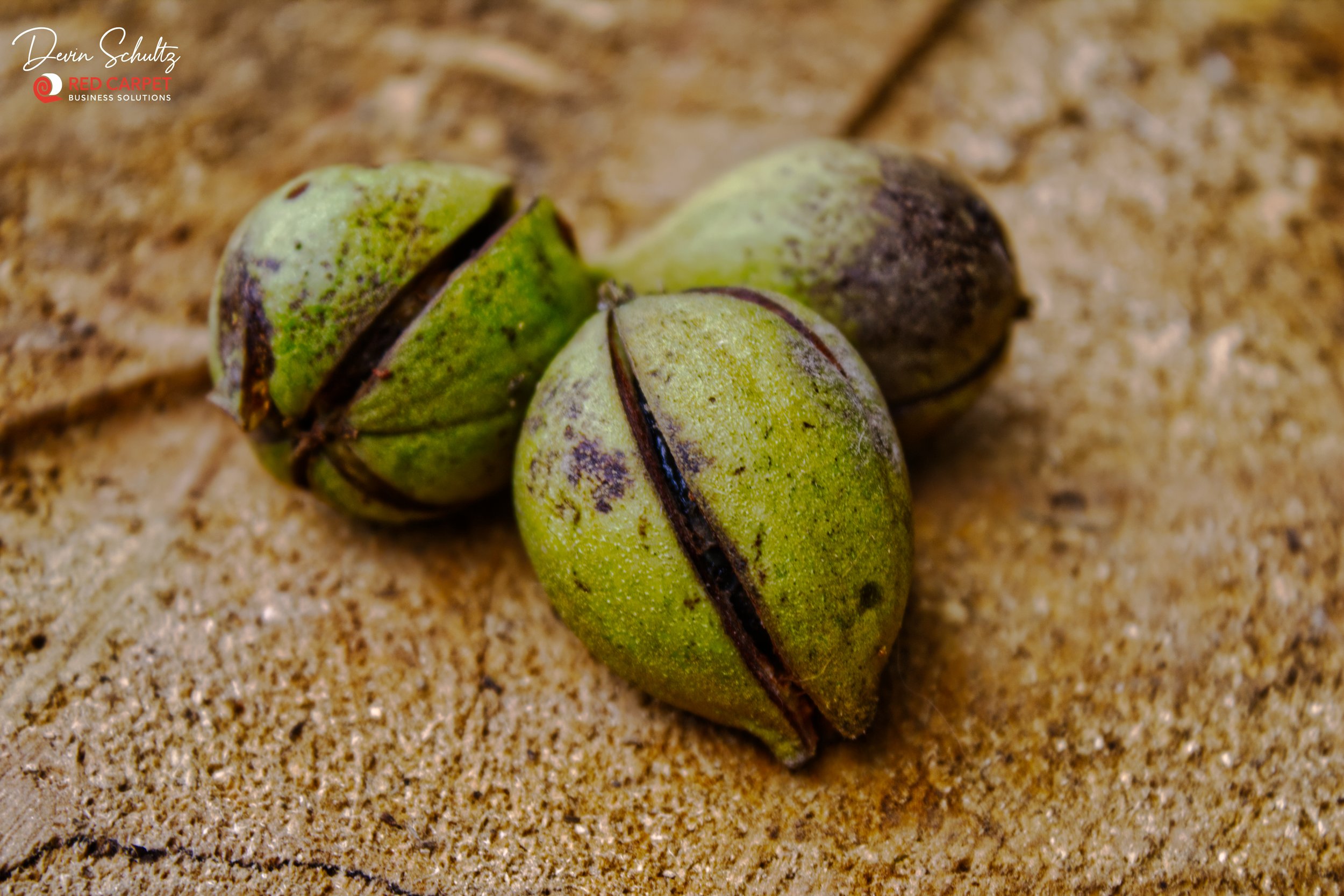 Walnut on Log.jpg