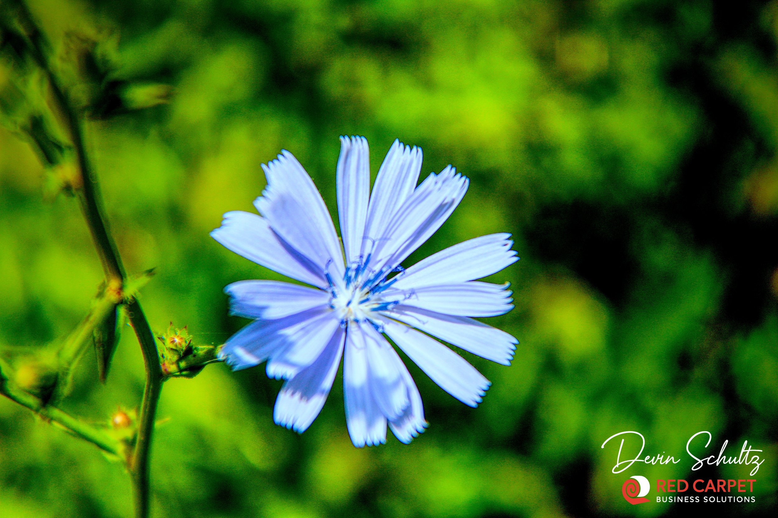Wildflower 1.jpg